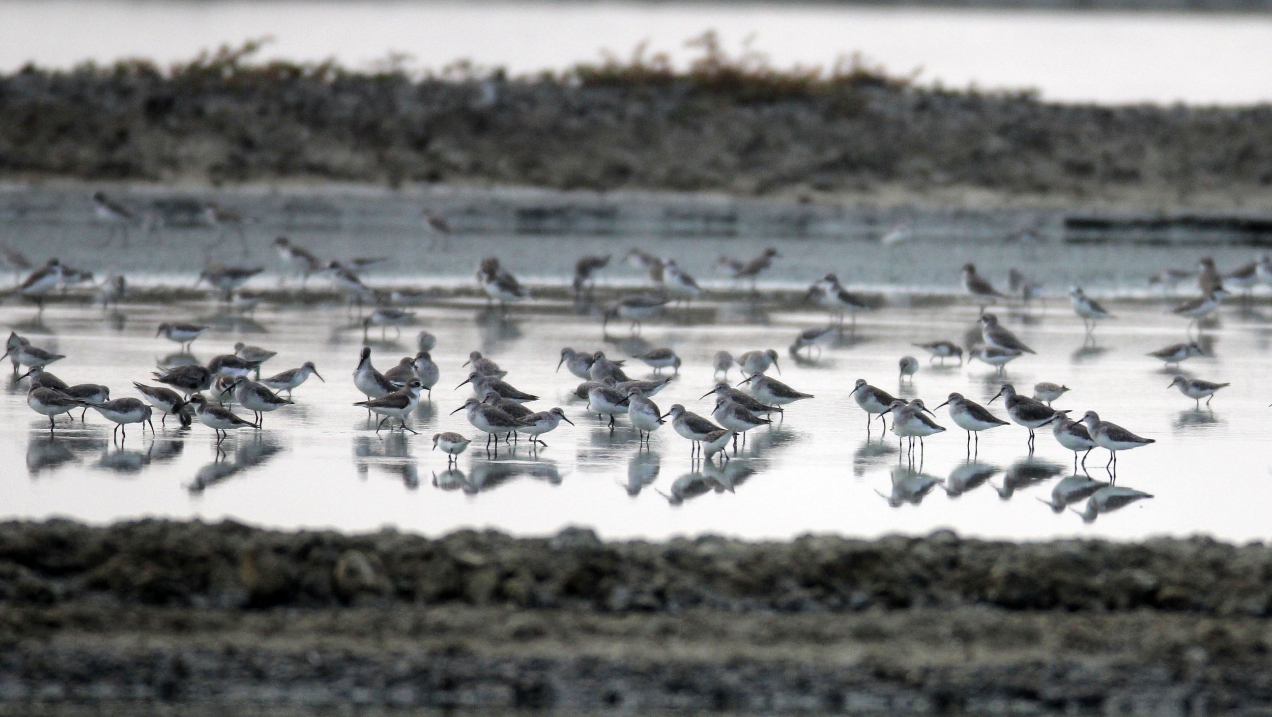 SANDPIPER - CURLEW SANDPIPER - Calidris ferruginea - KOK KHAM MACHACHAI - SALT PONDS THAILAND (2).JPG