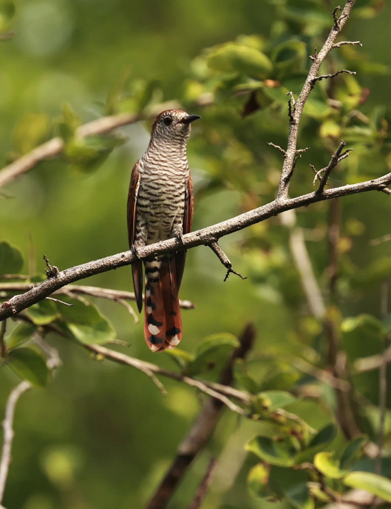 Violet Cuckoo (Chrysococcyx xanthorhynchus) Rama IX Park Bangkok (66).jpg