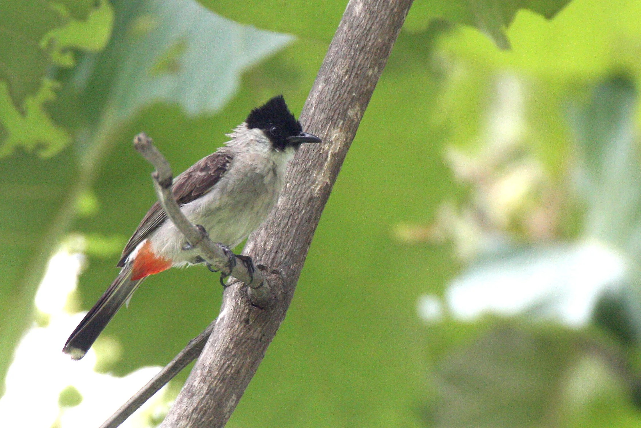 BULBUL - SOOTY-HEADED BULBUL - Pycnonotus aurigaster - HUAI KHA KHAENG NWS THAILAND (37).JPG