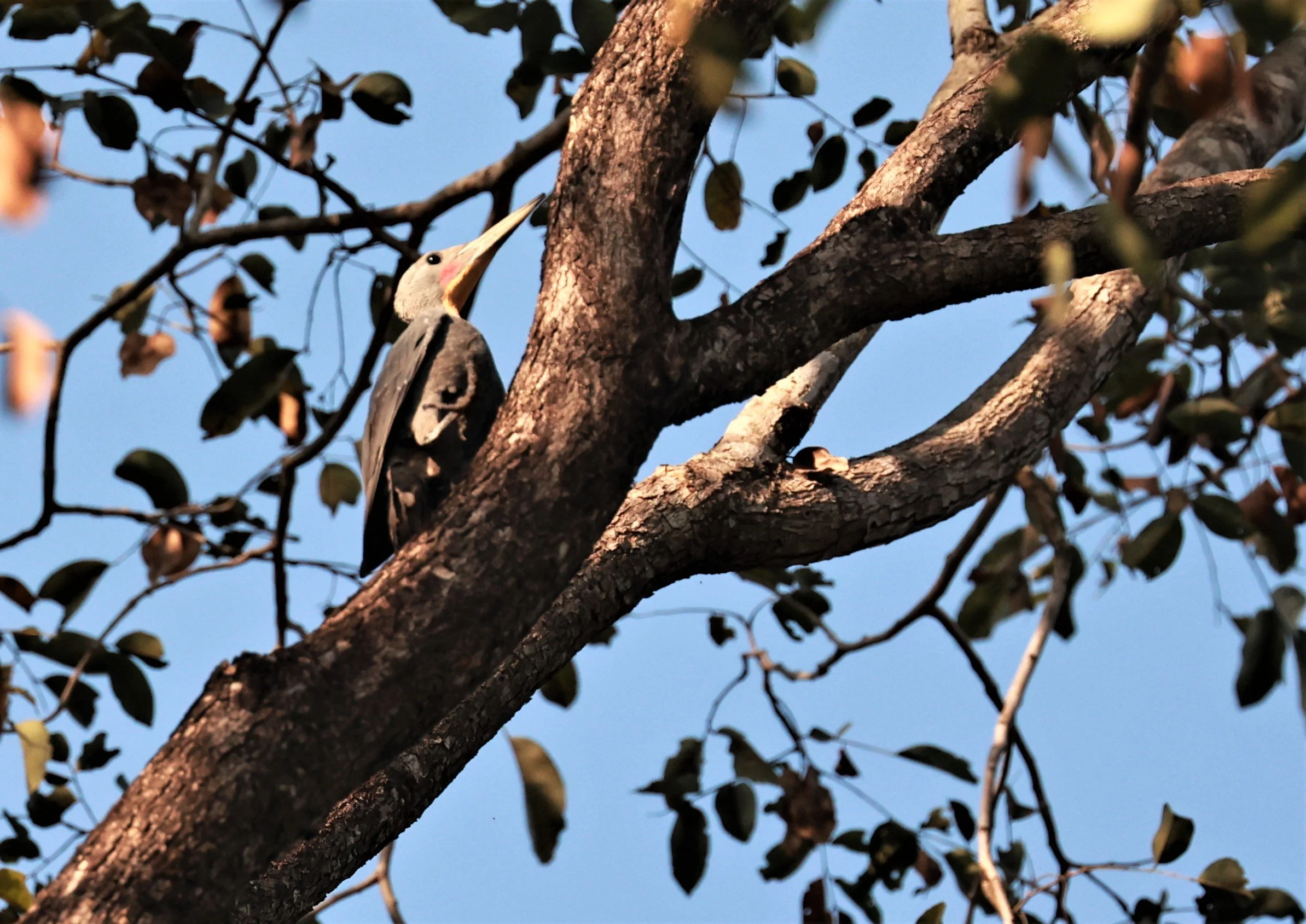 WOODPECKER - GREAT-SLATY WOODPECKER - Mulleripicus pulverulentus - HUAI KHA KAENG WILDLIFE SANCTUARY DEC 2022  (4).jpg