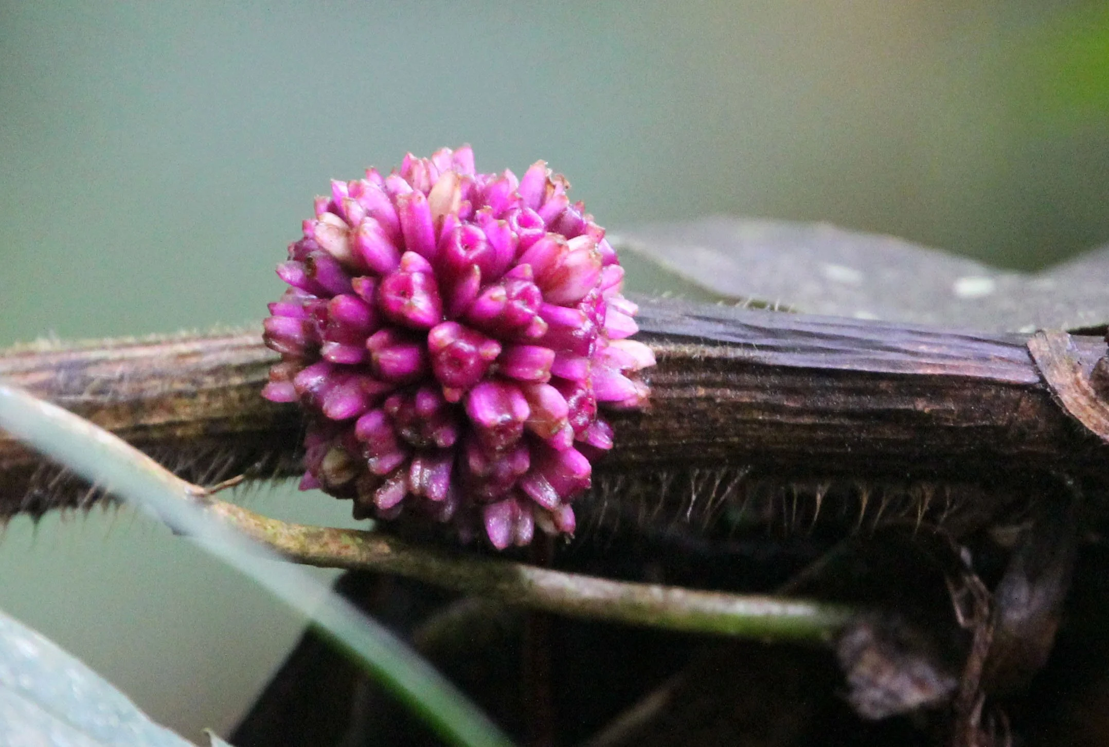 HALIMUN NATIONAL PARK JAVA BARAT INDONESIA (3).JPG