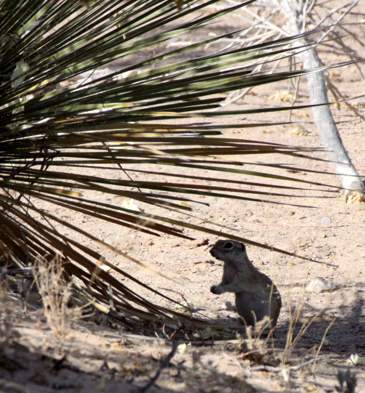Xerospermophilus spilosoma - SPOTTED GROUND SQUIRREL - LAS CRUCES NEW MEXICO - NMSU CAMPUS SOUTH SIDE (3).JPG