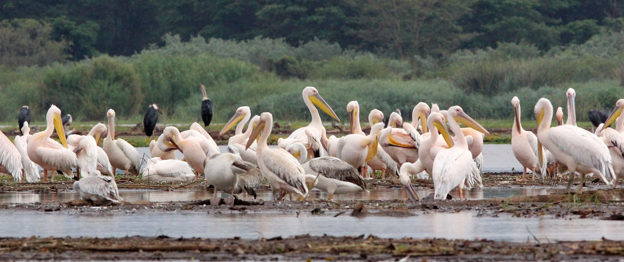 Pelecanus onocrotalus - GREAT-WHITE PELICAN - NECH SAR NATIONAL PARK (4).JPG