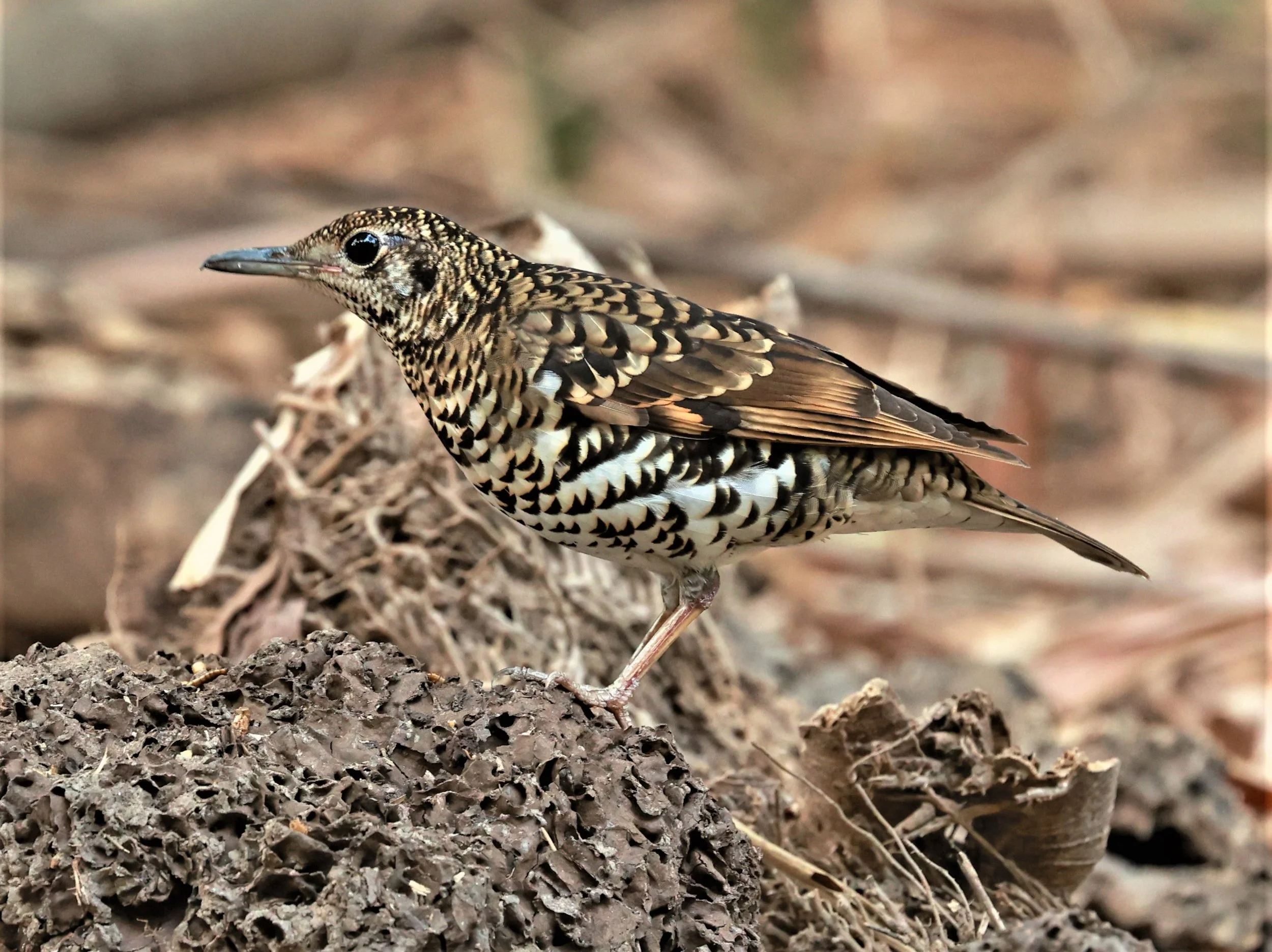 White's Thrush (Zoothera aurea) Putthamonthon Park Nakhon Pathom Thailand (159).jpg