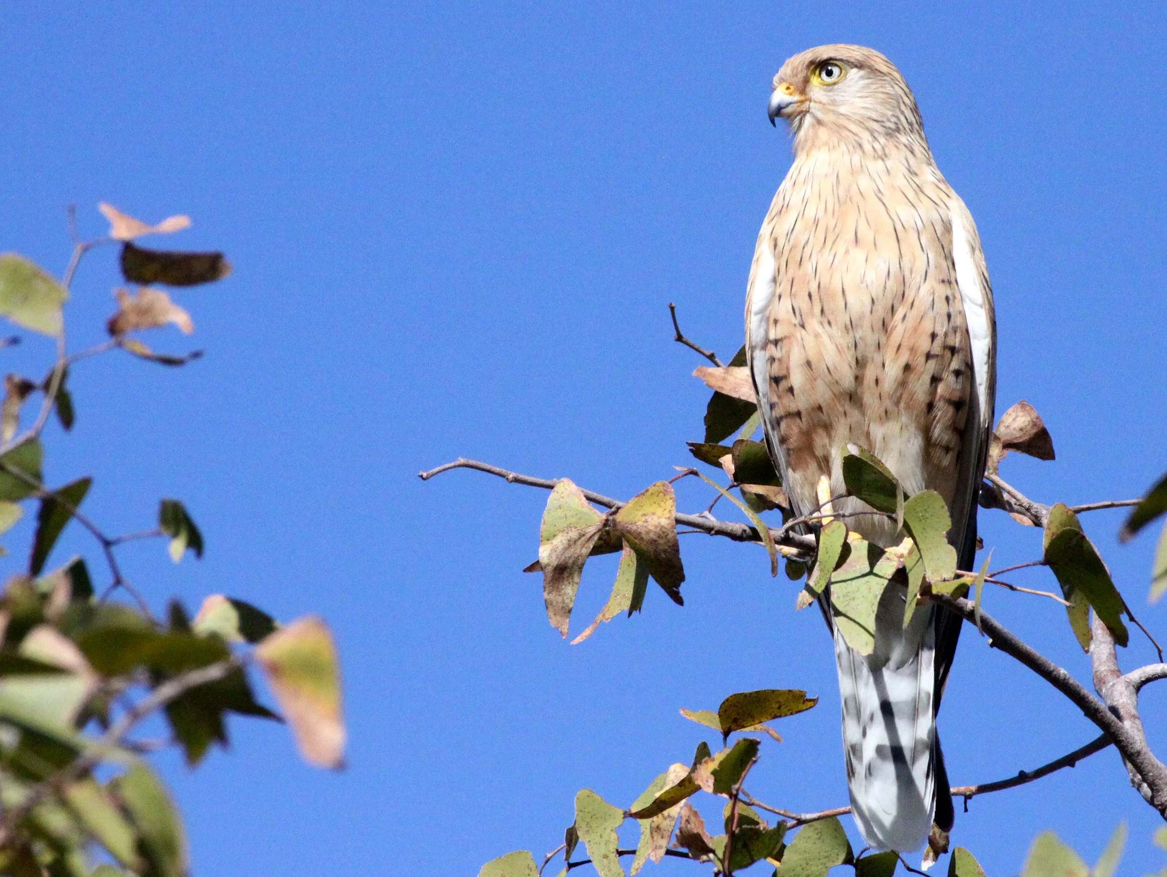 BIRD - KESTREL - GREATER KESTREL - ETOSHA NATIONAL PARK NAMIBIA (6).JPG