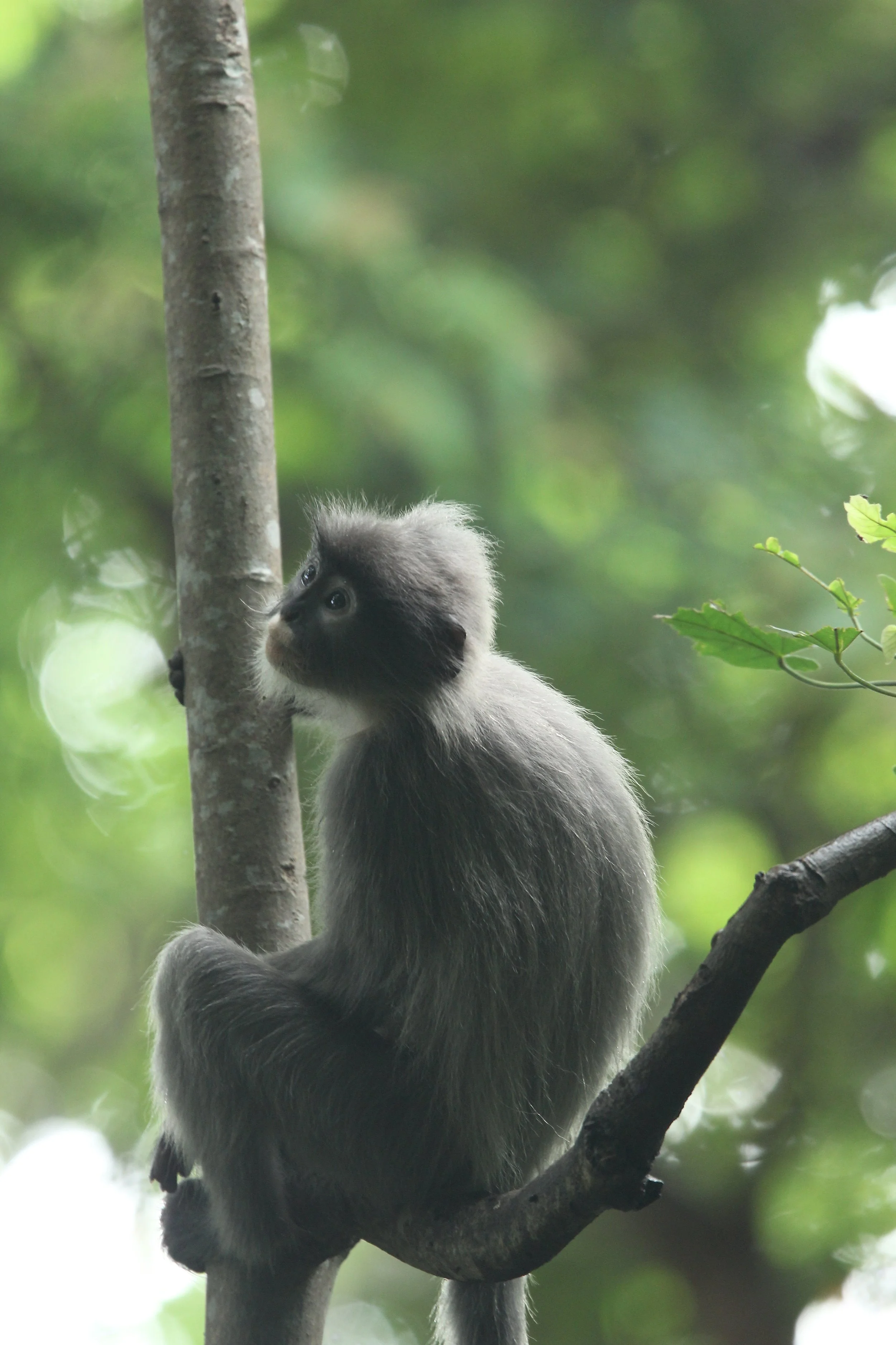 CERCOPITHECIDAE - Trachypithecus crepusculus - INDOCHINESE GRAY LANGUR - PHI THA KHON TEMPLE LOEI (6).JPG