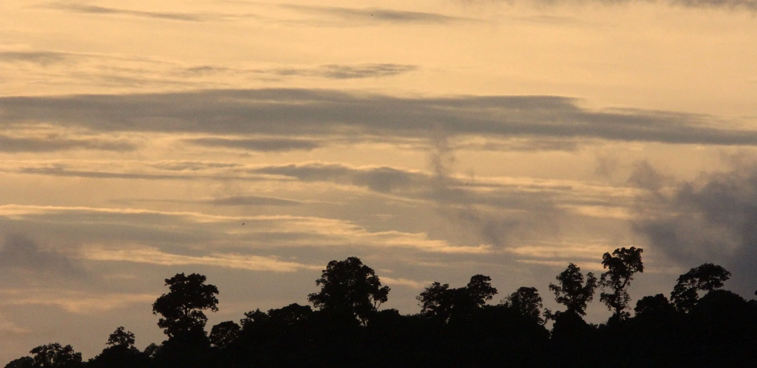 TANGKOKO NATIONAL PARK SULAWESI INDONESIA (59).JPG