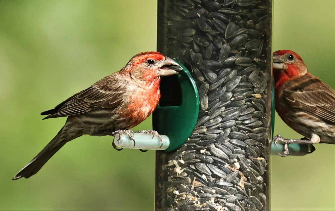 House Finch (Haemorhous mexicanus) Cave Creek Arizona (17).jpg