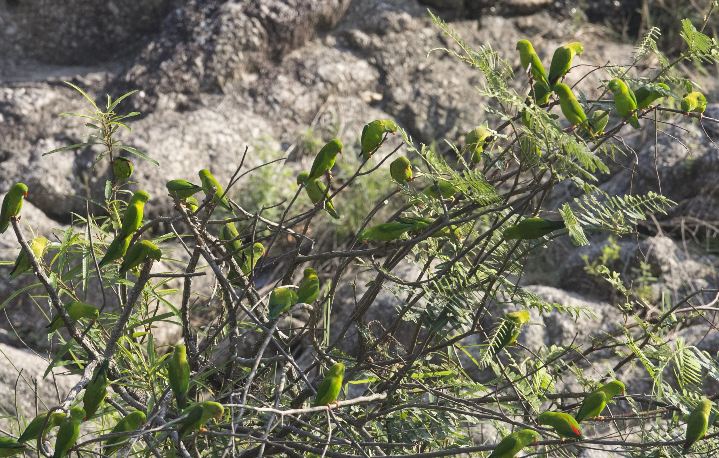 BIRD - PARROT - VERNAL HANGING PARROT - KHAO BAN DAI - HUAI KHA KHEANG NATIONAL NATURE RESERVE- THAILAND (7).jpg