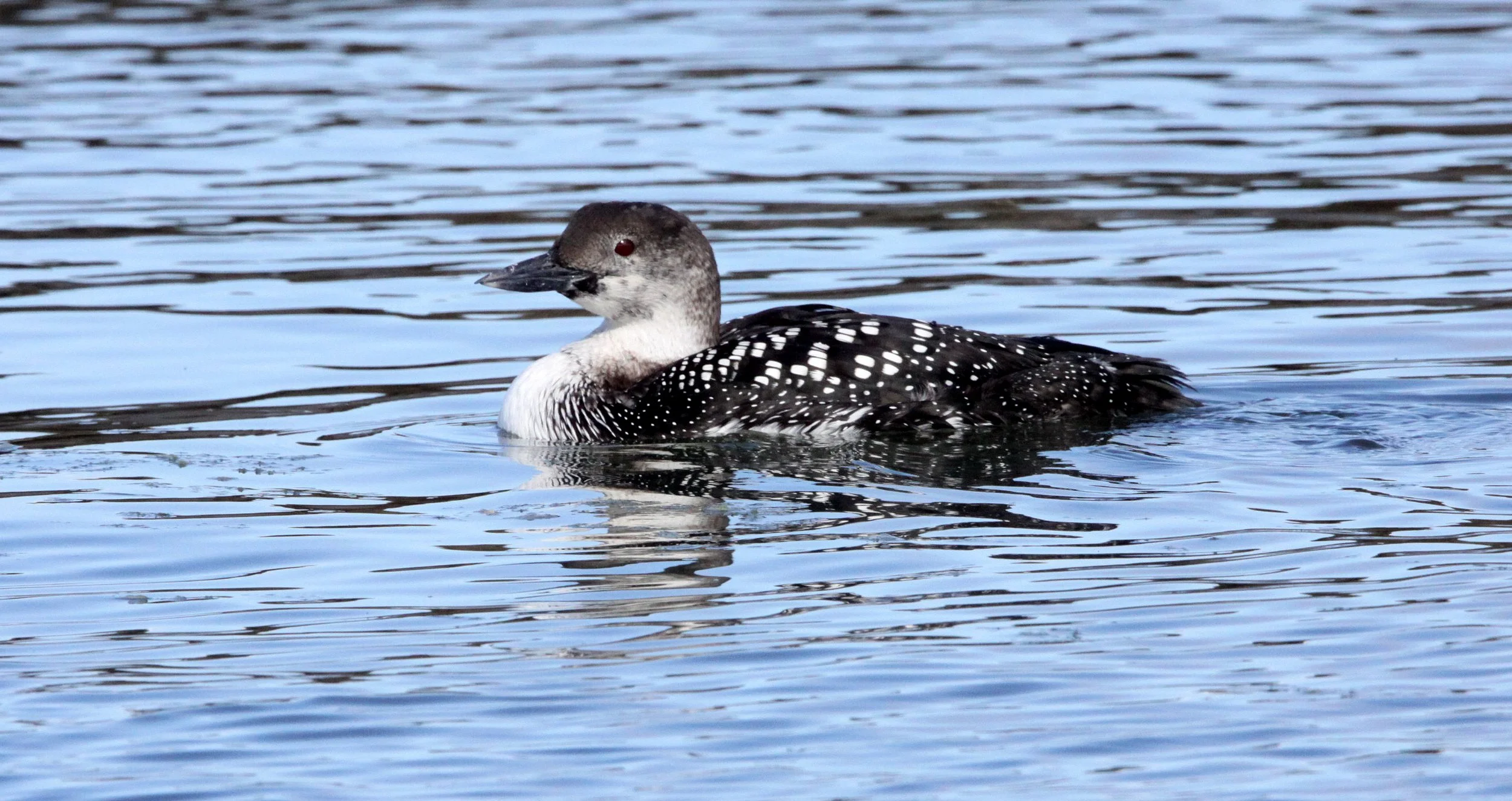 BIRD - LOON - COMMON LOON - ELKHORN SLOUGH CALIFORNIA (5).JPG