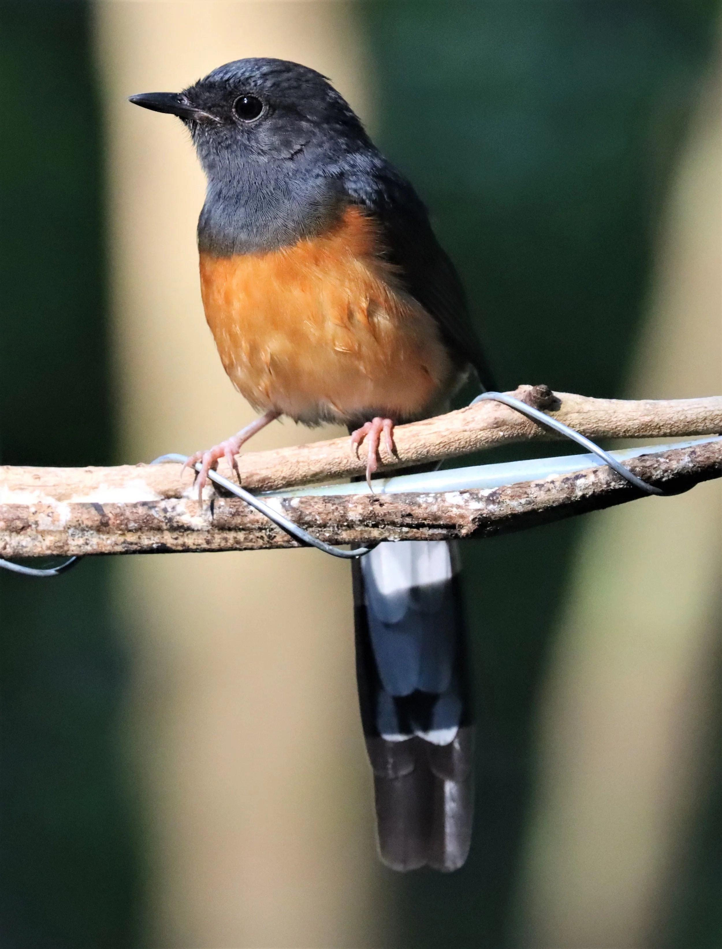 SHAMA - WHITE-RUMPED SHAMA - Copsychus malabaricus - WAT THAM PRATHUN CHONBURI (1).jpg