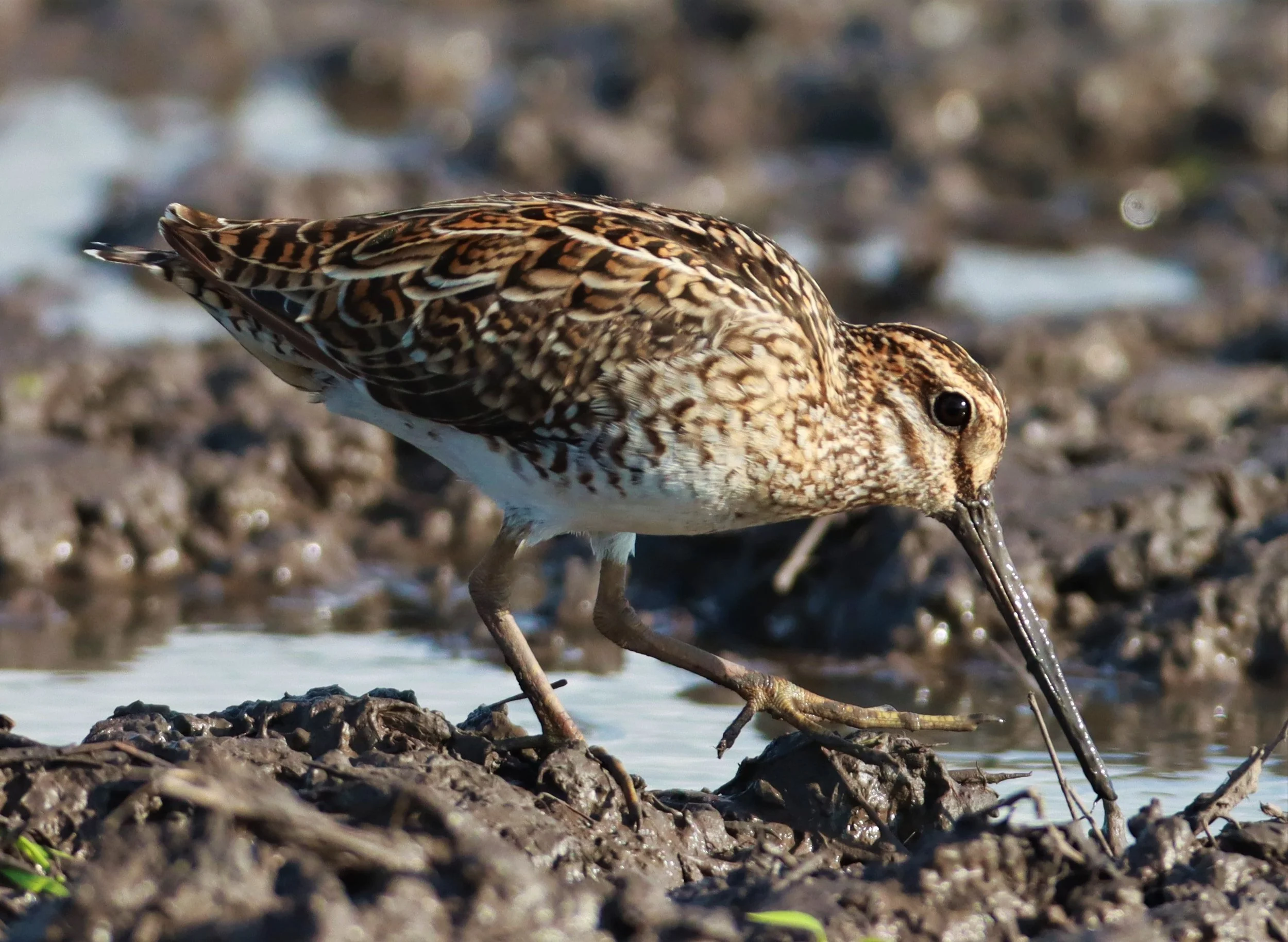 SNIPE - PINTAIL SNIPE - Gallinago stenura - PATHUM THANI RICE RESEARCH CENTER AUGUST 24 2021 (252).jpg