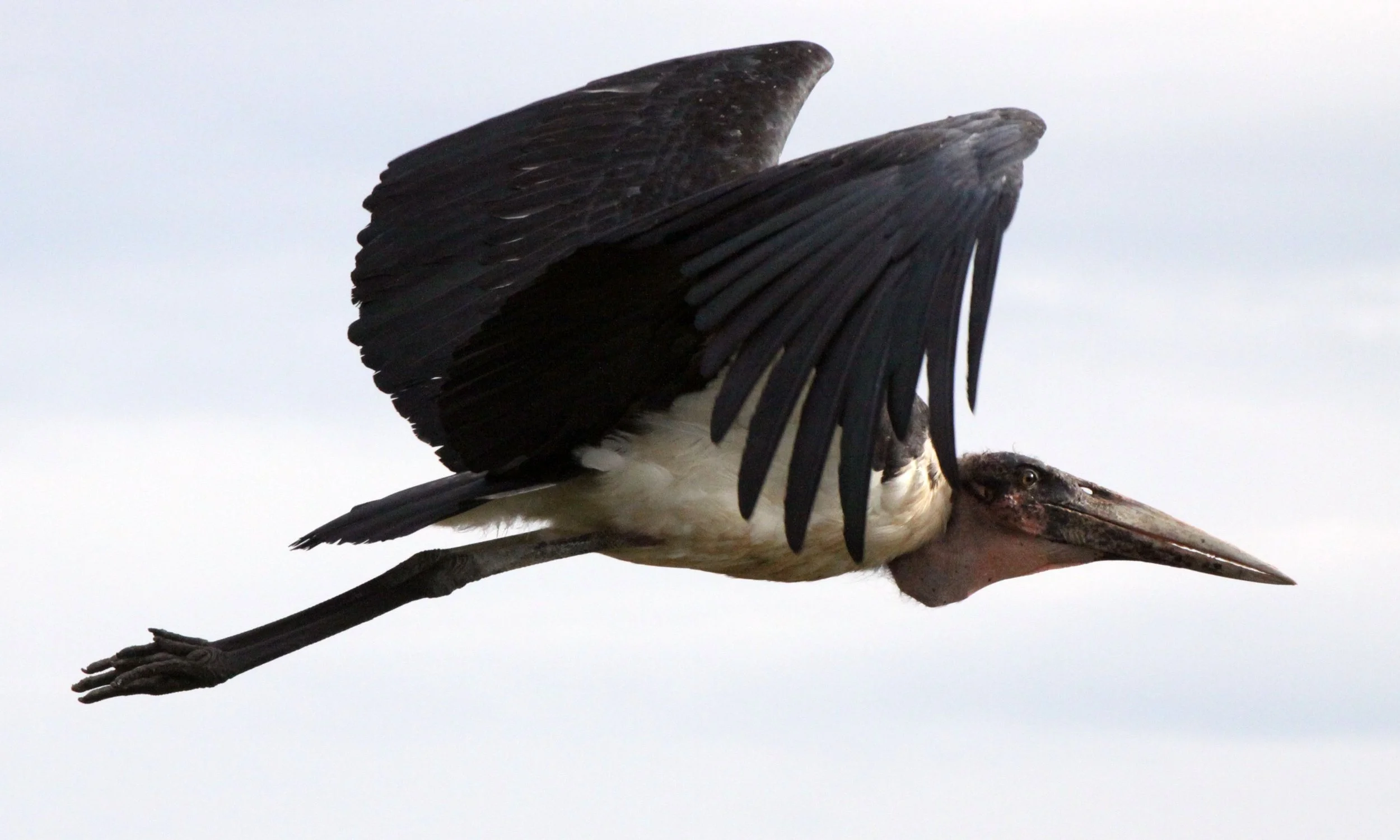 STORK - MARABOU STORK - Leptoptilos crumenifer - LAKE AWASSA ETHIOPIA (6).JPG