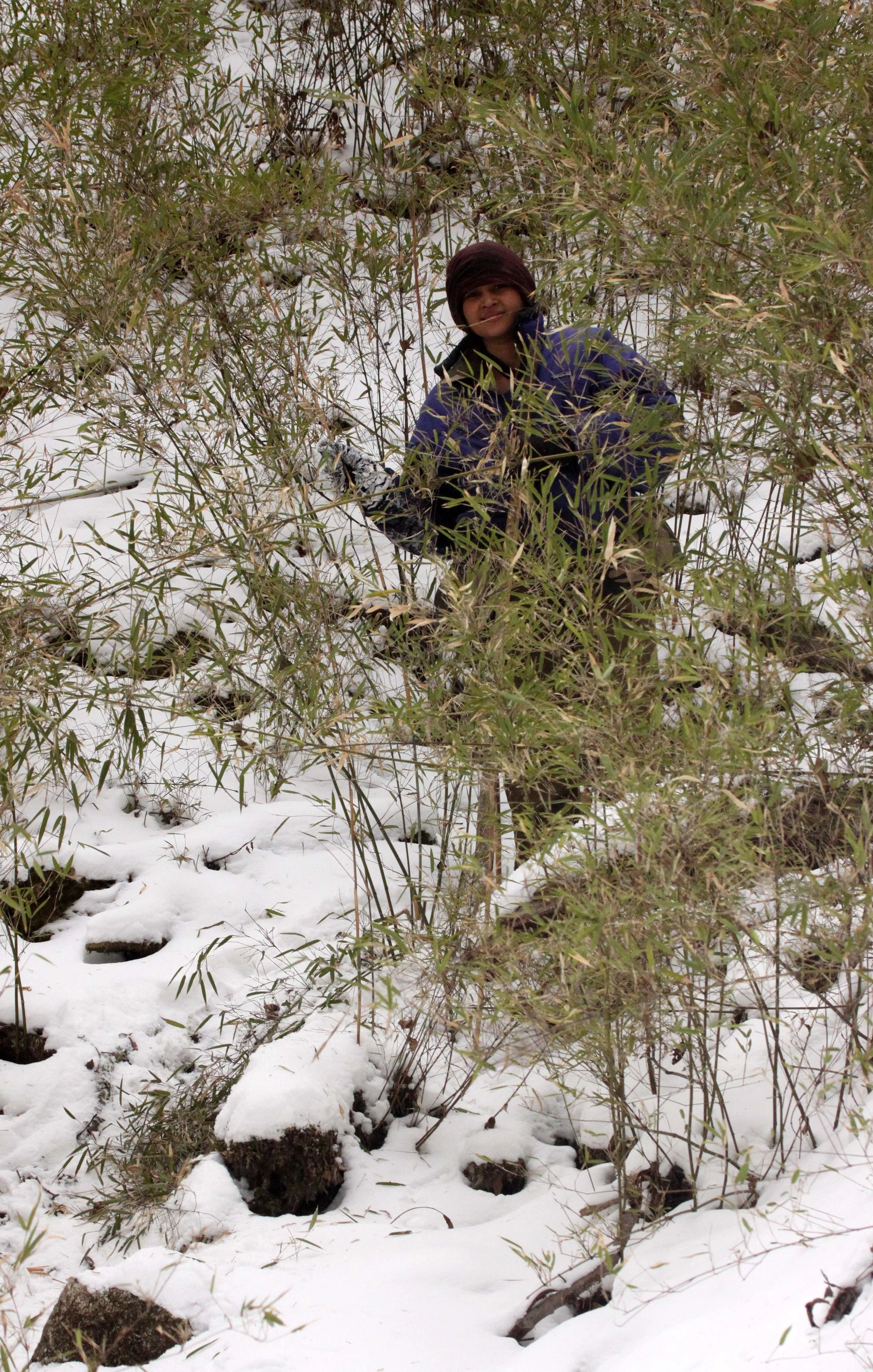 FOPING NATURE RESERVE - SHAANXI PROVINCE CHINA (143).JPG