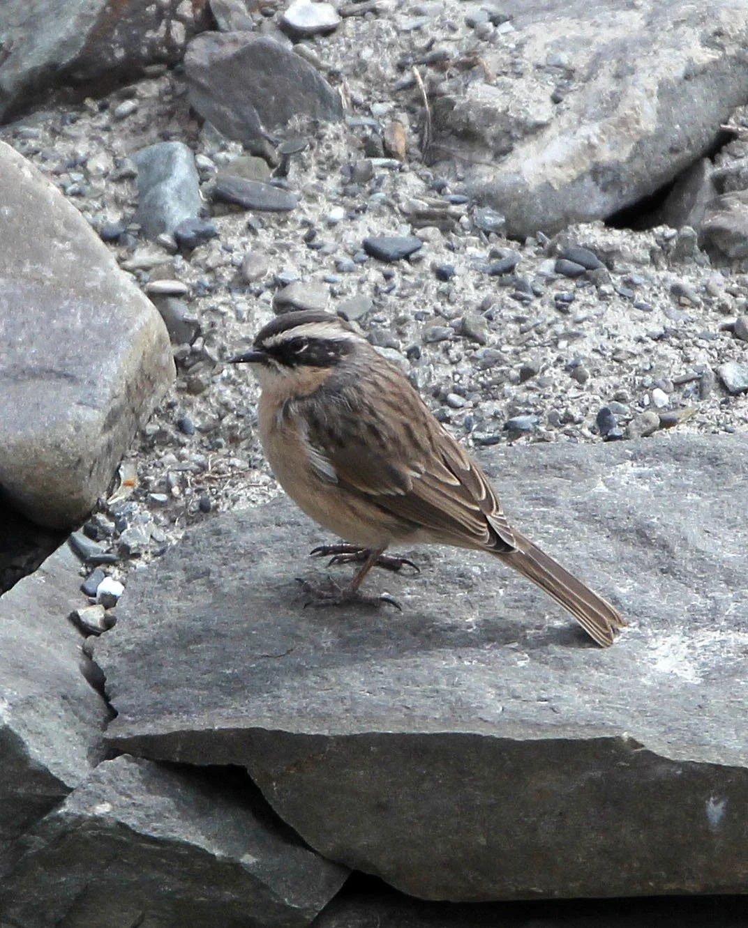 Brown Accentor (Prunella fulvescens) Hemis NP Ladakh India (7).JPG