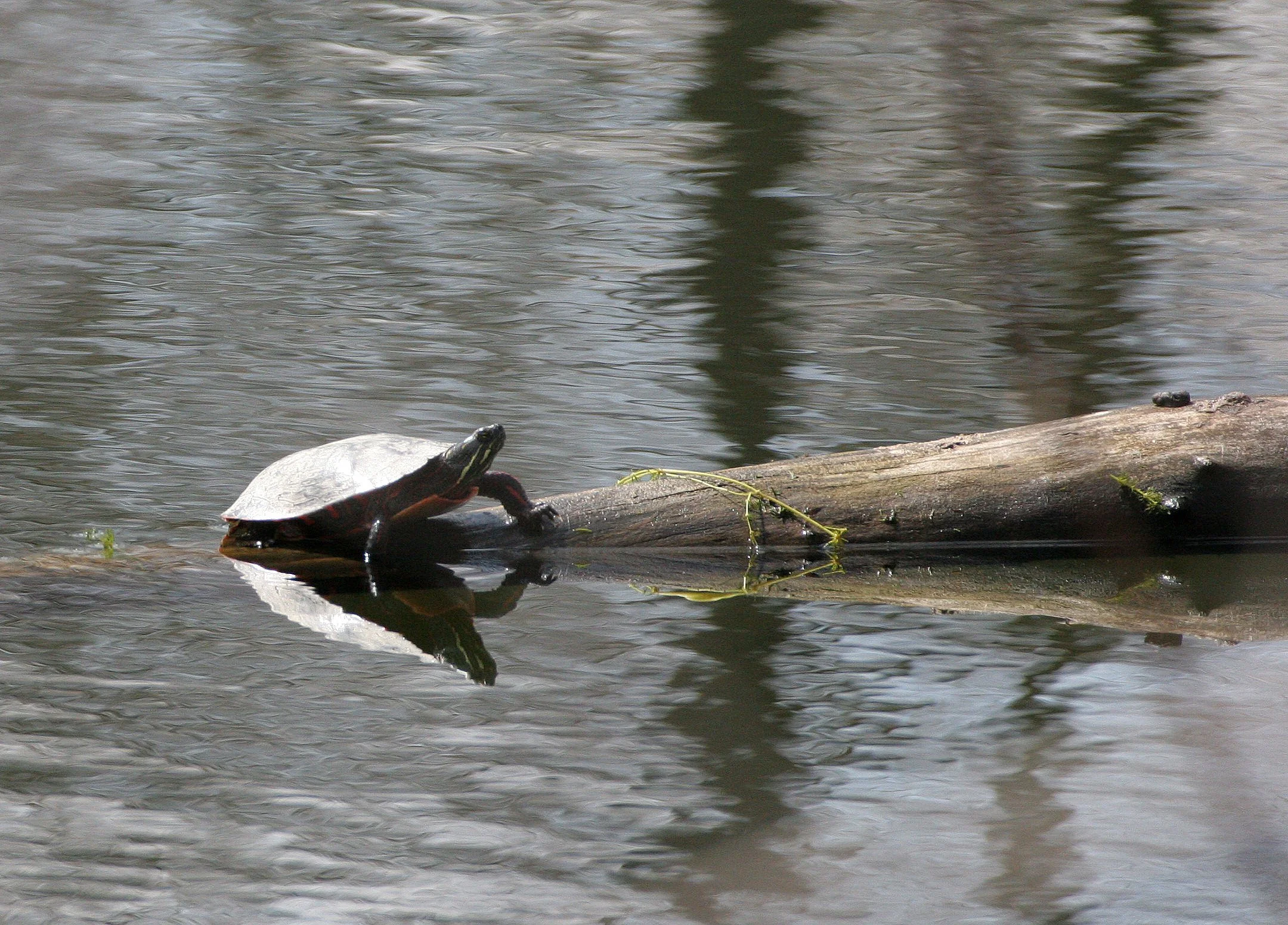 Chrysemys picta - EASTERN PAINTED (POND) TURTLE - PRATT'S WAYNE WOODS ILLINOIS (6).JPG