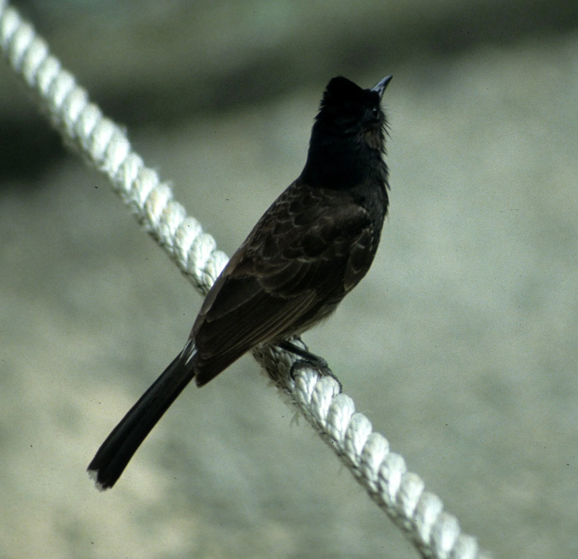 BULBUL - RED-VENTED BULBUL - Pycnonotus cafer - HAWAII.jpg