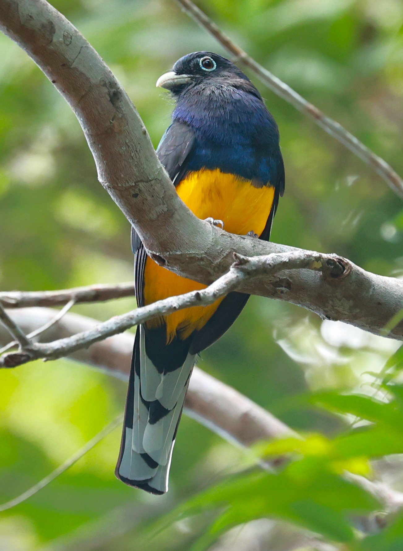 Trogon - Green-backed Trogon - Trogon viridis - Illeus, Bahia Brazil, Una Township Area (21).JPG