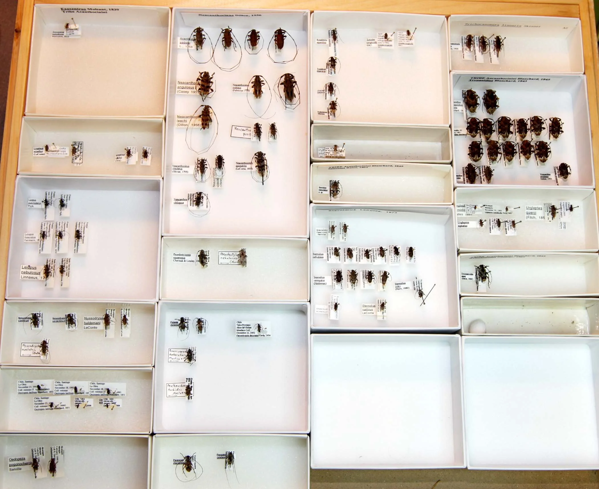 2 Lamiinae - Acanthocinini.JPG