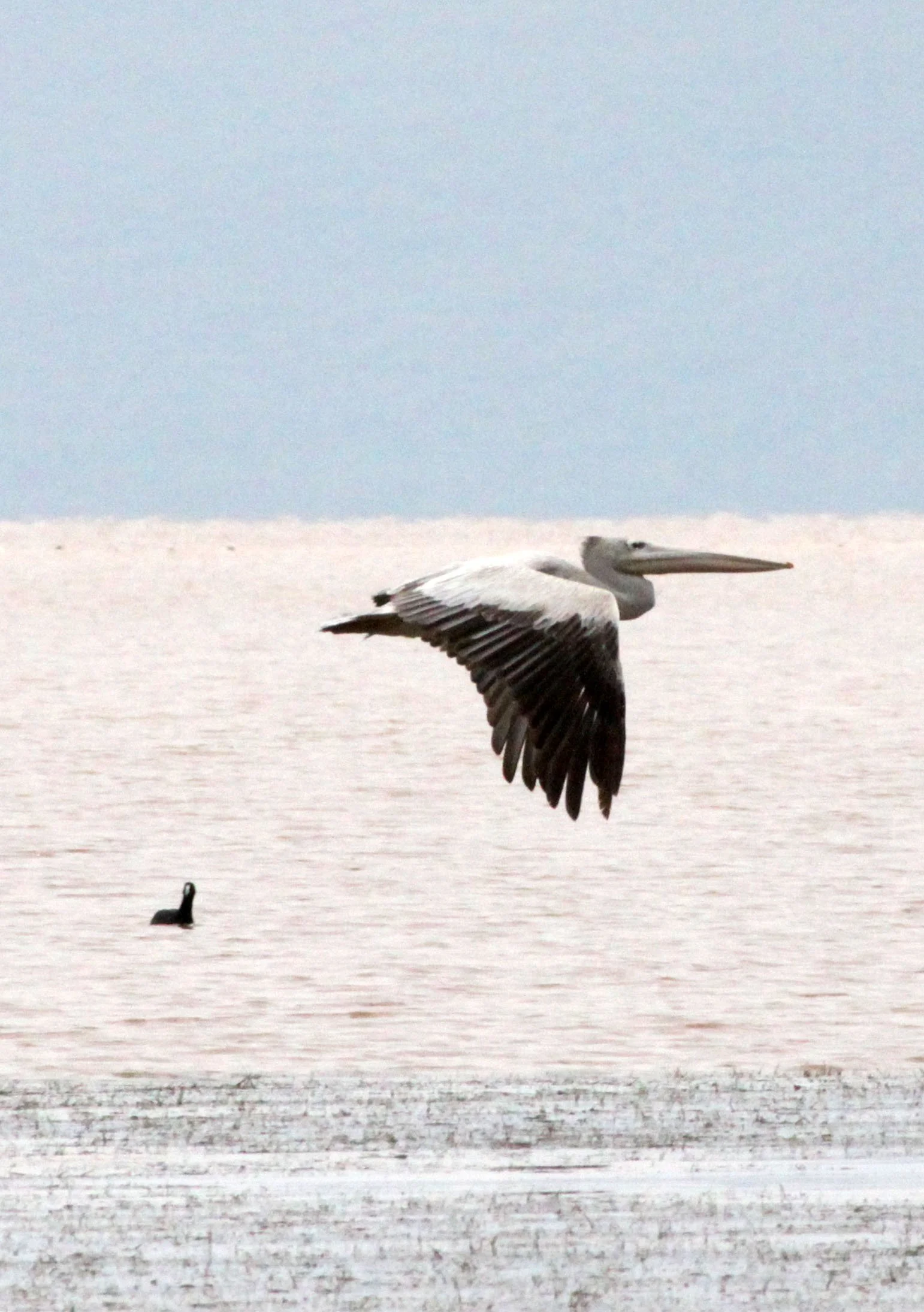 Pelecanus rufescens - PINK-BACKED PELICAN - LANGANO LAKE ETHIOPIA (2).JPG