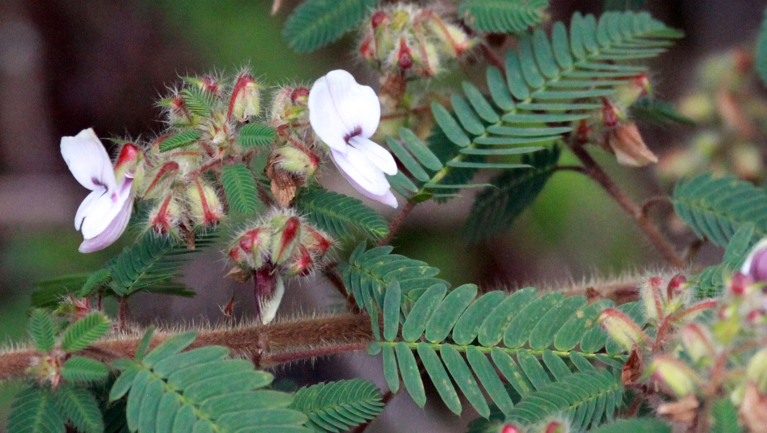 NYUNGWE NATIONAL PARK RWANDA (564).JPG