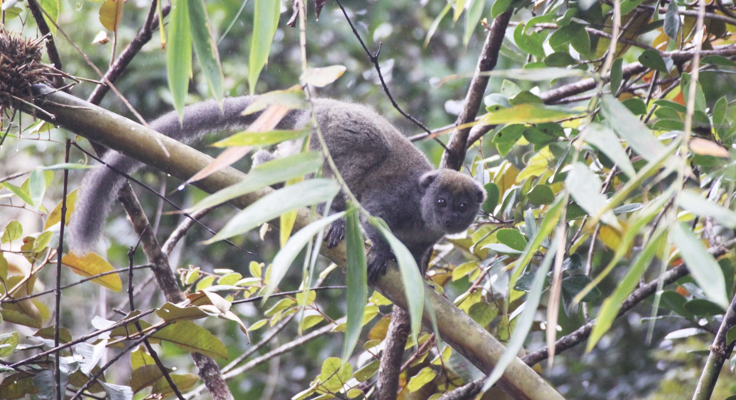 LEMURIDAE - Hapalemur griseus griseus - EASTERN LESSER GRAY BAMBOO LEMUR - ANDISABE NATIONAL PARK MADAGASCAR (54).JPG