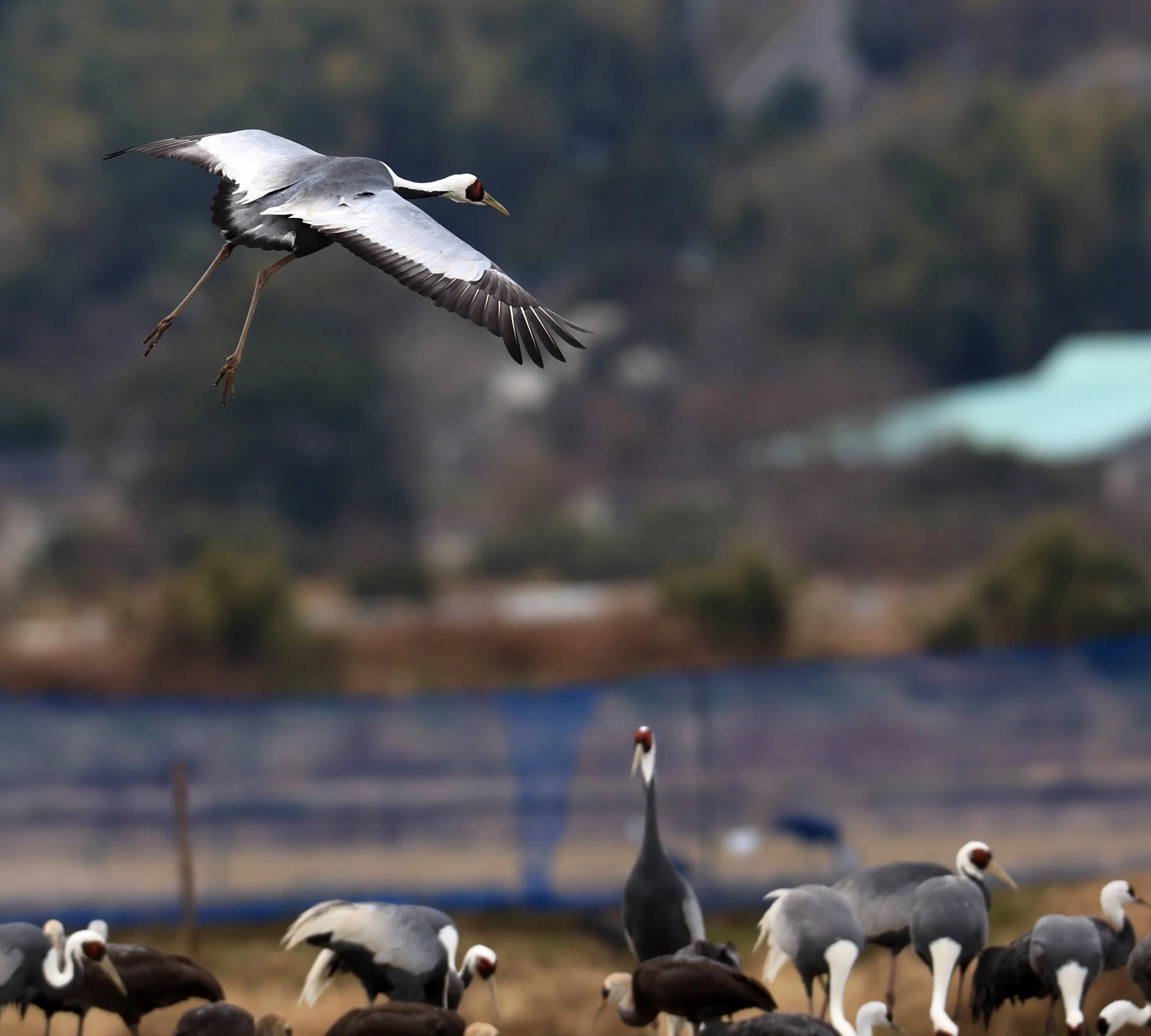 White-naped Crane (Antigone vipio) Izumi Crane Park & Center, Izumi Kagoshima Kyushu Japan (351).jpg