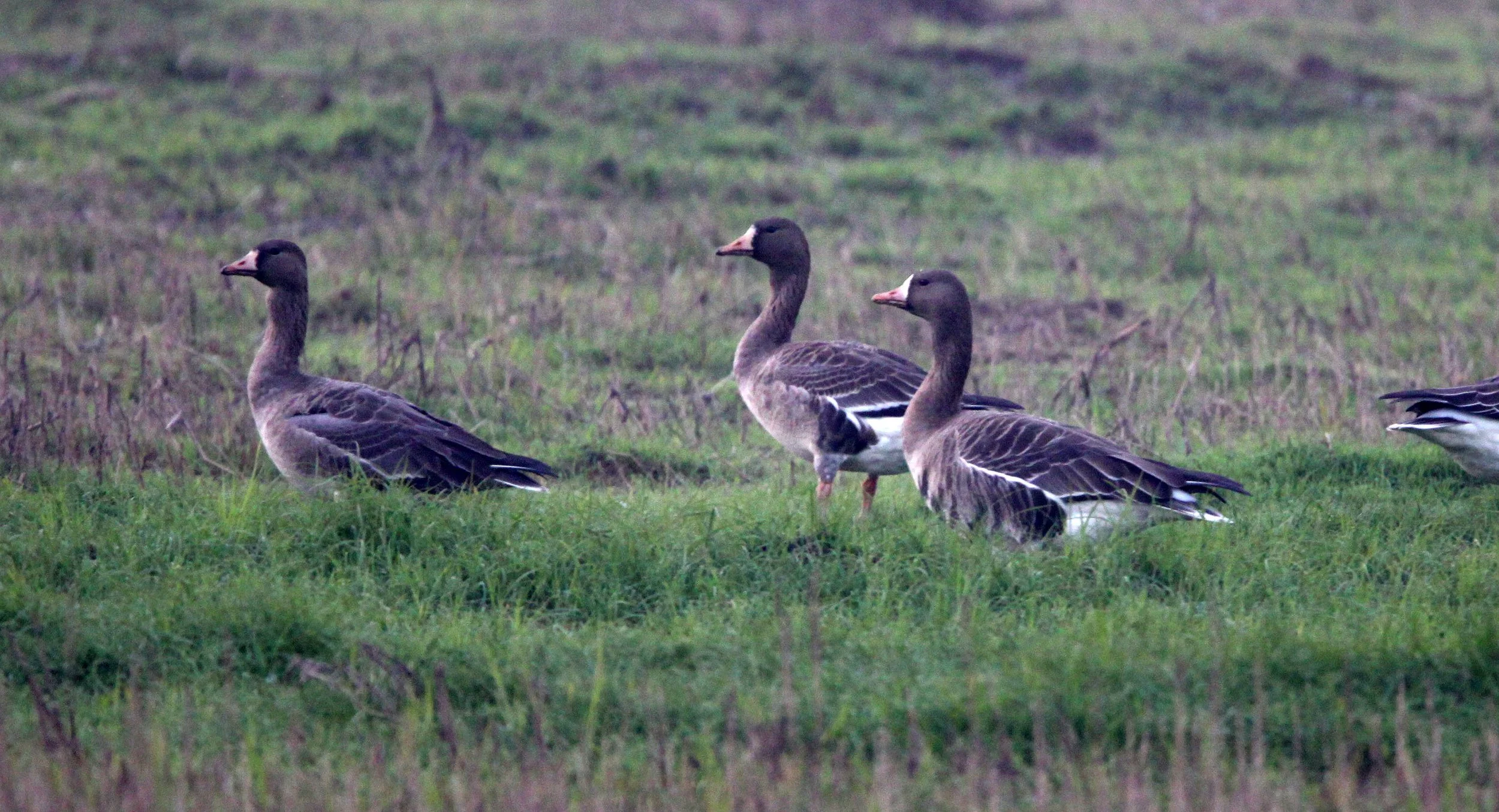 GOOSE - GREATER WHITE FRONTED - Anser albifrons - NANJI HILL RESERVE POYANG LAKE, JIANGXI PROVINCE, CHINA (18).JPG