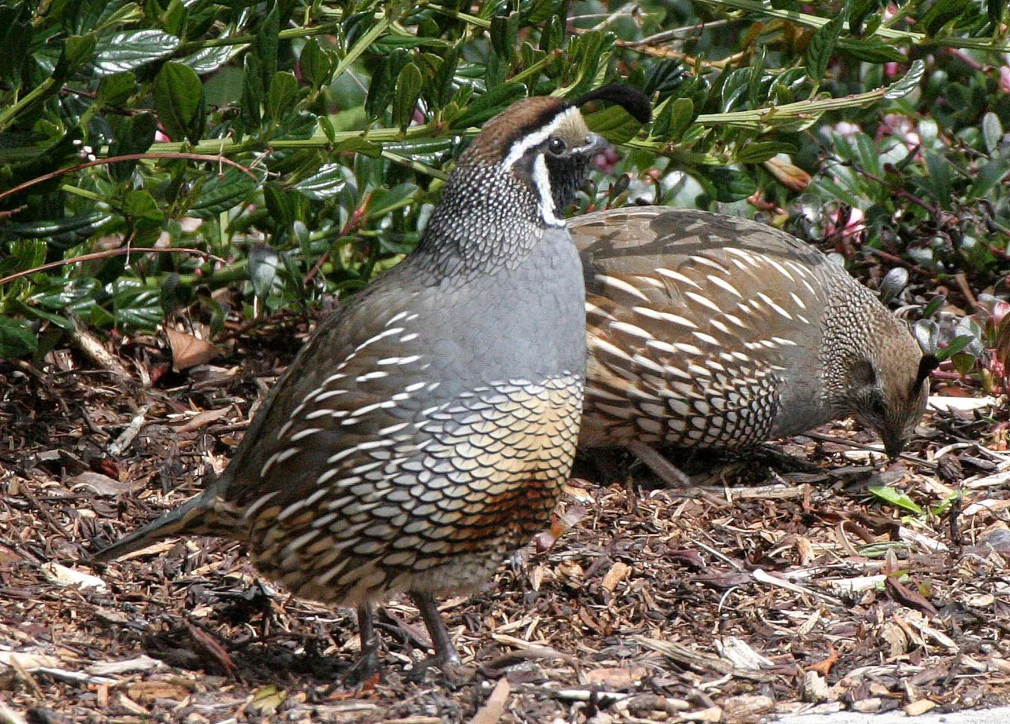 BIRD - QUAIL - CALIFORNIA QUAIL - MORSE CREEK WA (11).JPG