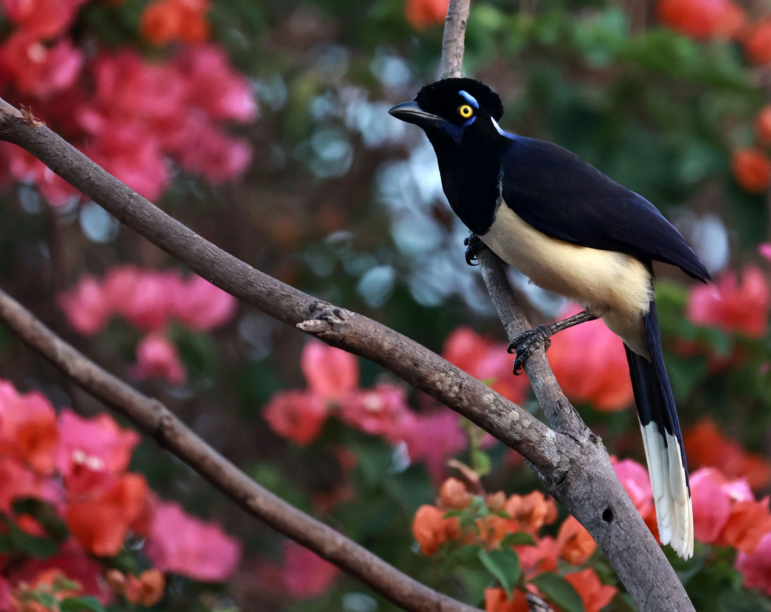 Jay - Plush-crested Jay - Cyanocorax chrysops - Pousada Aguape - Fazenda São José Zona Rural, Aquidauana, Mato Grosso do Sul, Brazil (32).jpg