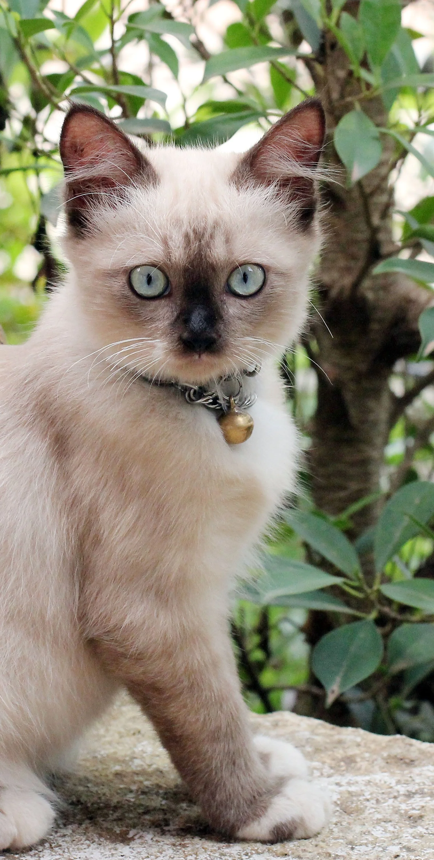 2015 Koh Lanta October Break Trip  (157).JPG