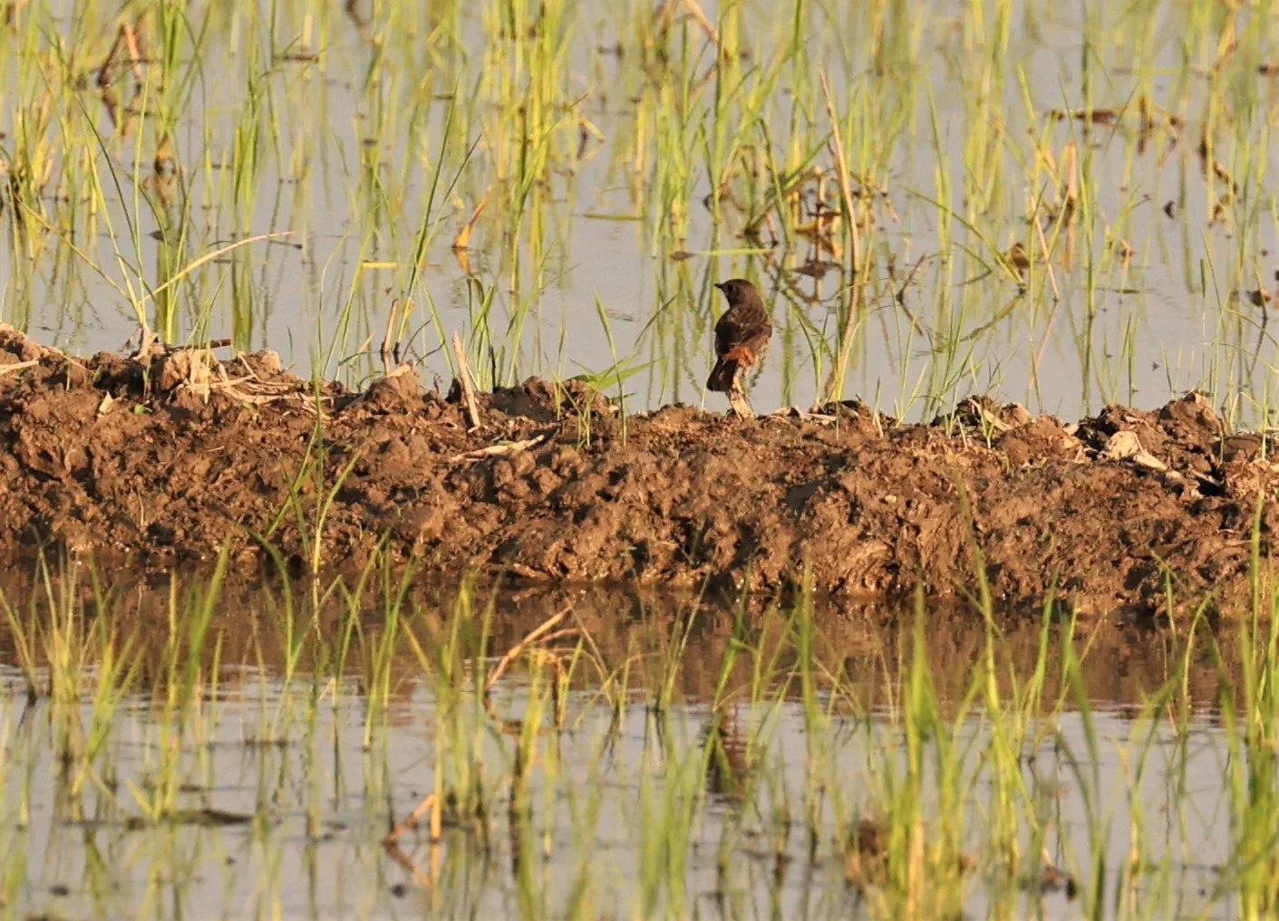 BUSHCHAT - PIED BUSHCHAT - Saxicola caprata - TATHORN RICEFIELDS CHIANG MAI (2).jpg