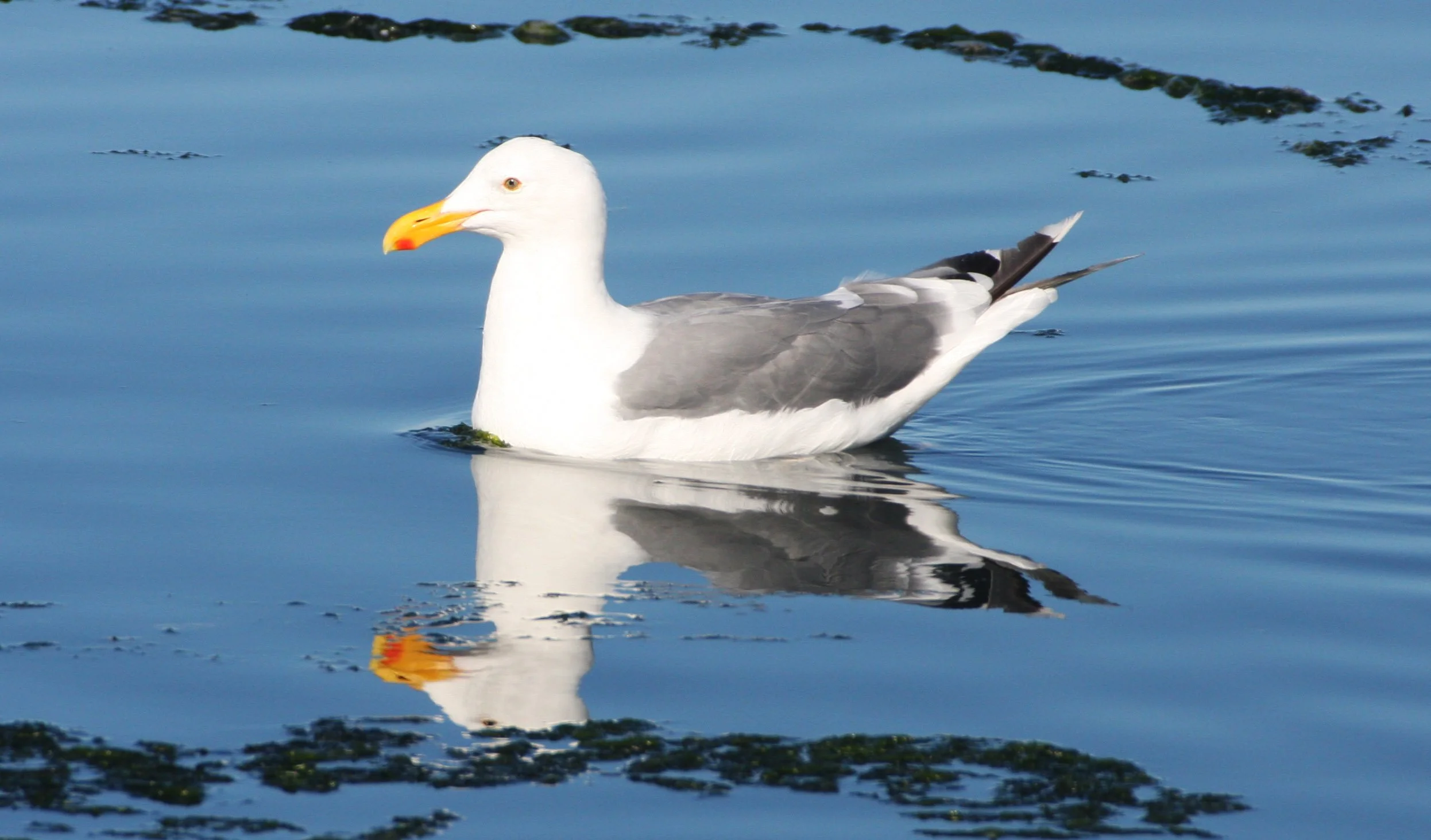 BIRD - GULL - WESTERN GULL - SEQUIM BAY.JPG