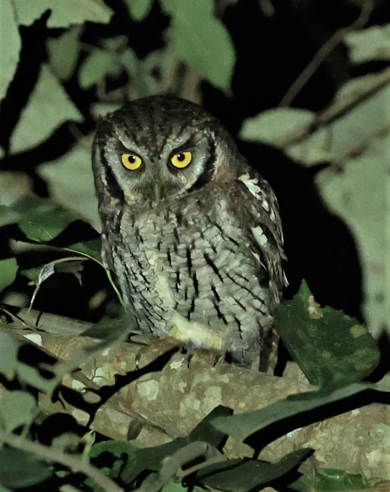 Owl - Tropical Screech Owl - Megascops choliba - Nazare Paulista, Sao Paulo State, Brazil (10).jpg