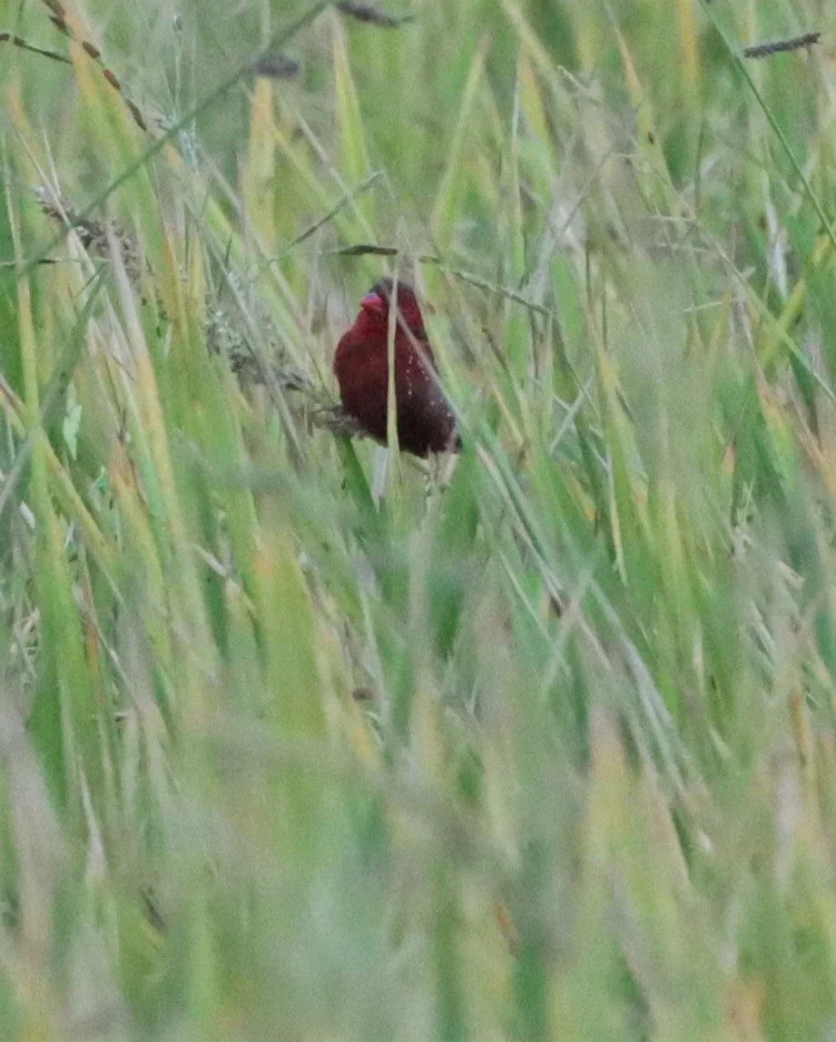 RED AVADAVAT - Amandava amandava - LAT KRABANG WETLANDS - ID ONLY (17).jpg
