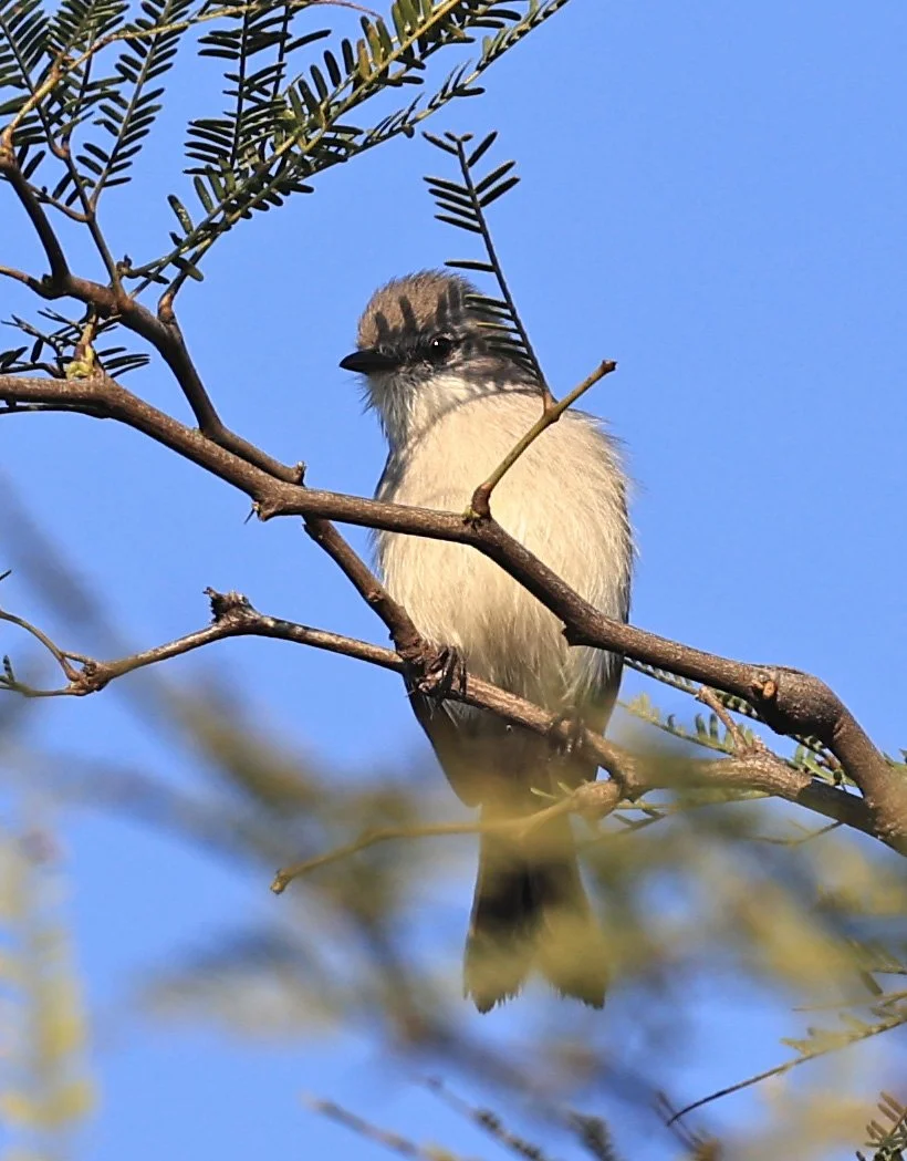 Sibilant Sirystes (Sirystes sibilator) Hotel Iparoma Campestre Paraguay