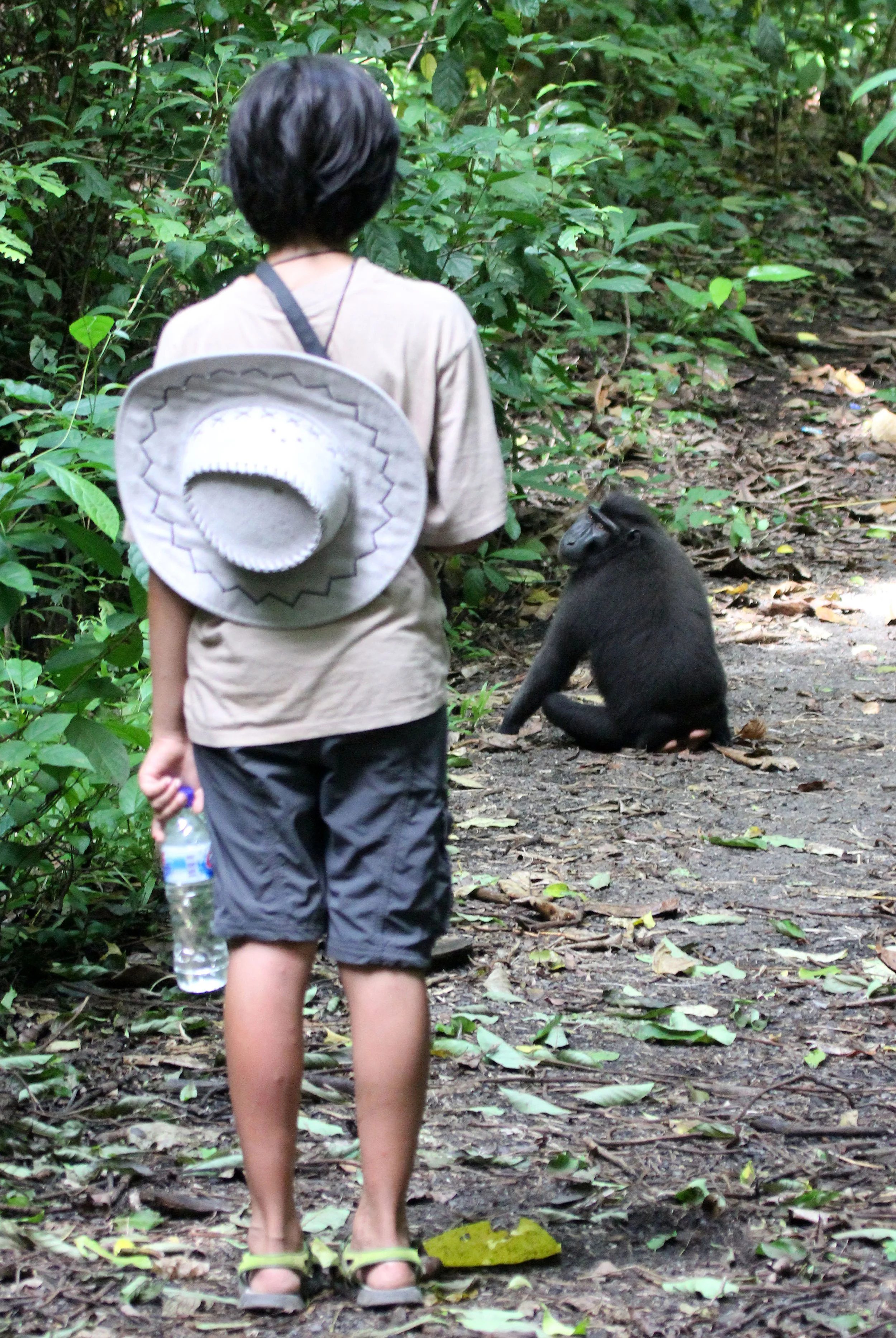 TANGKOKO NATIONAL PARK SULAWESI INDONESIA (21).JPG