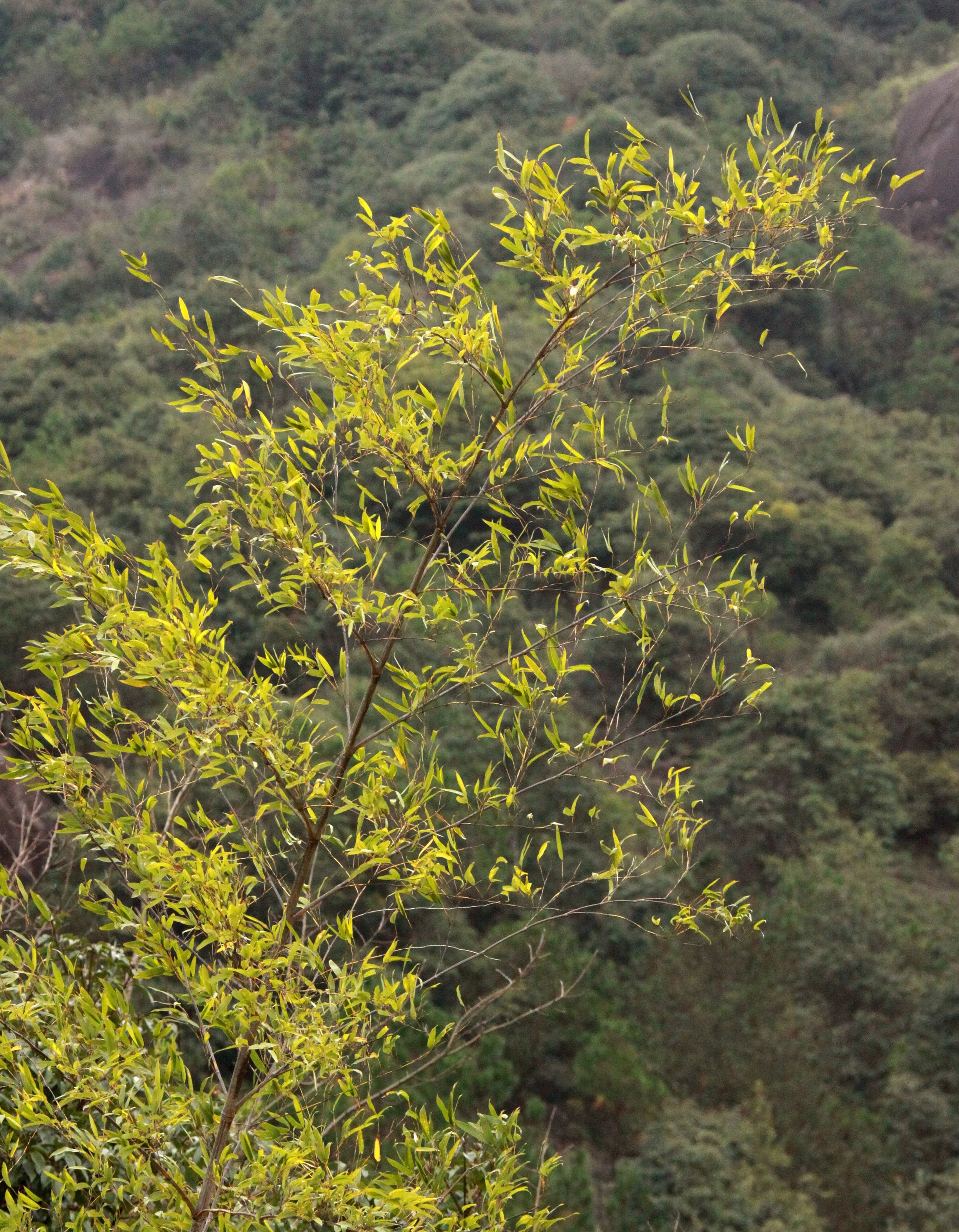 MEIHUASHAN - FUJIAN CHINA (25).JPG