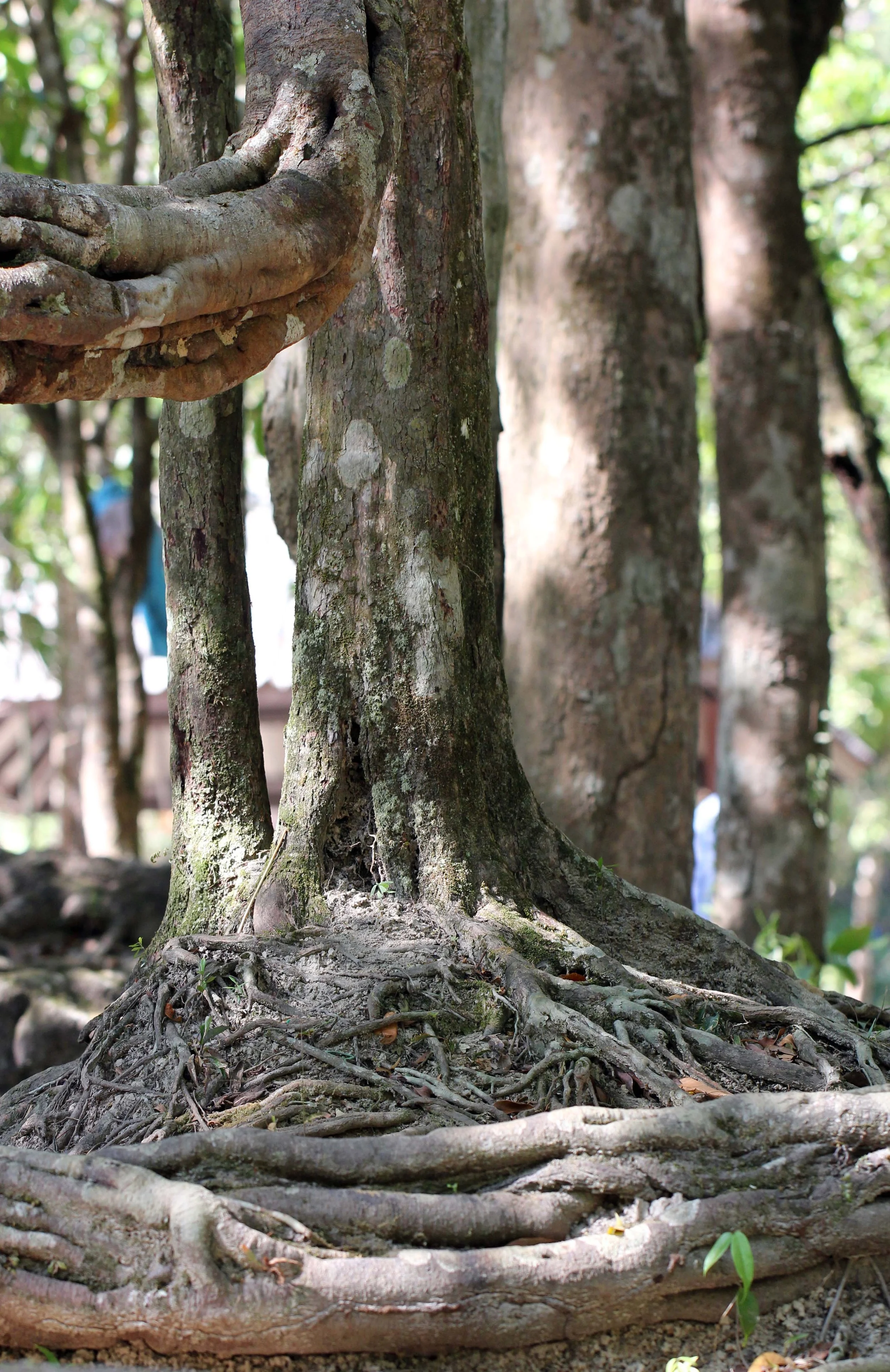 2014 ISB Trip to Tonte Falls in Trang (94).JPG