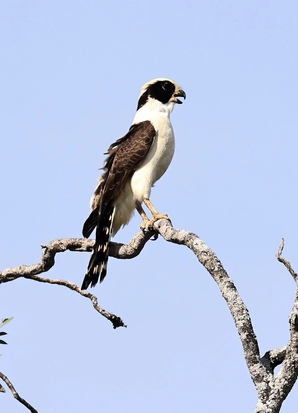 Laughing Falcon (Herpetotheres cachinnans) Reserva Natural Canada el Carmen, Paraguay (20).jpg