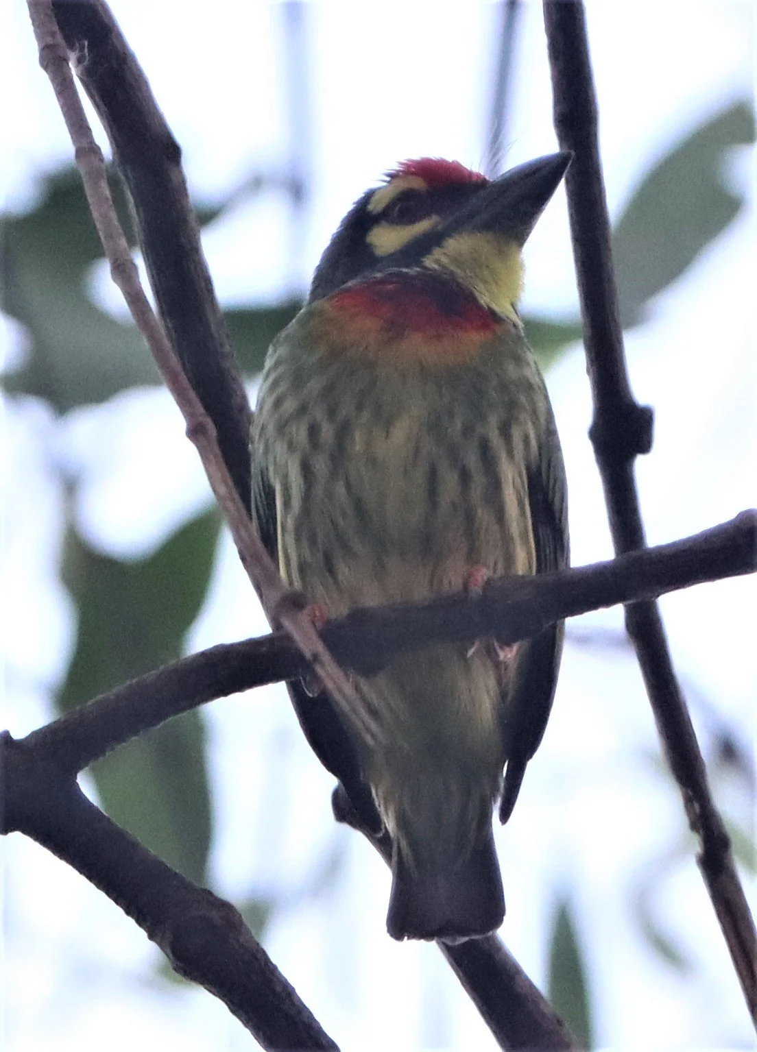 BARBET - COPPERSMITH BARBET - Megalaima haemacephala - RAMA 9 PARK BANGKOK (9).jpg