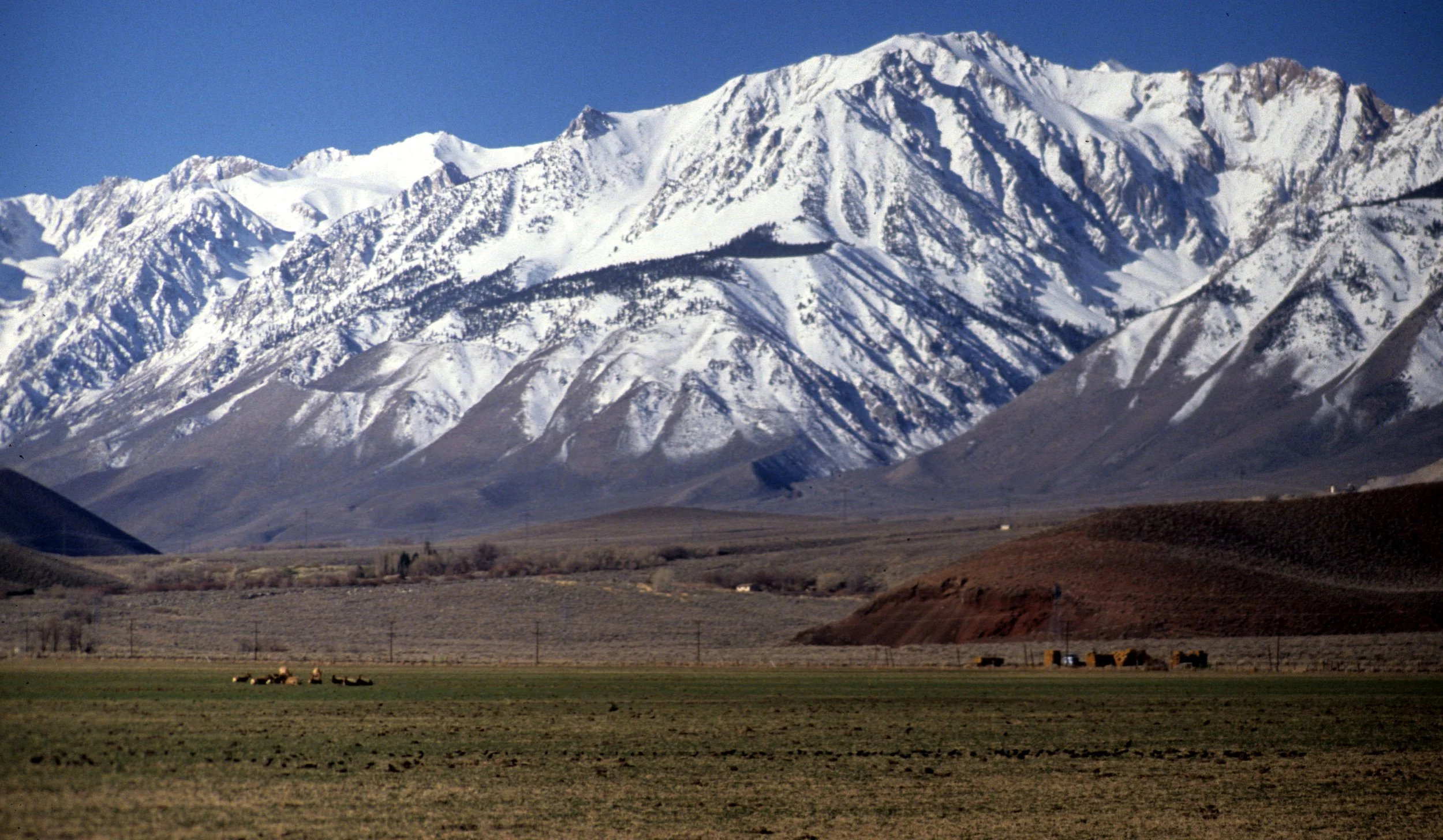 CALIFORNIA - SIERRA - EAST SIDE WITH ELK.jpg