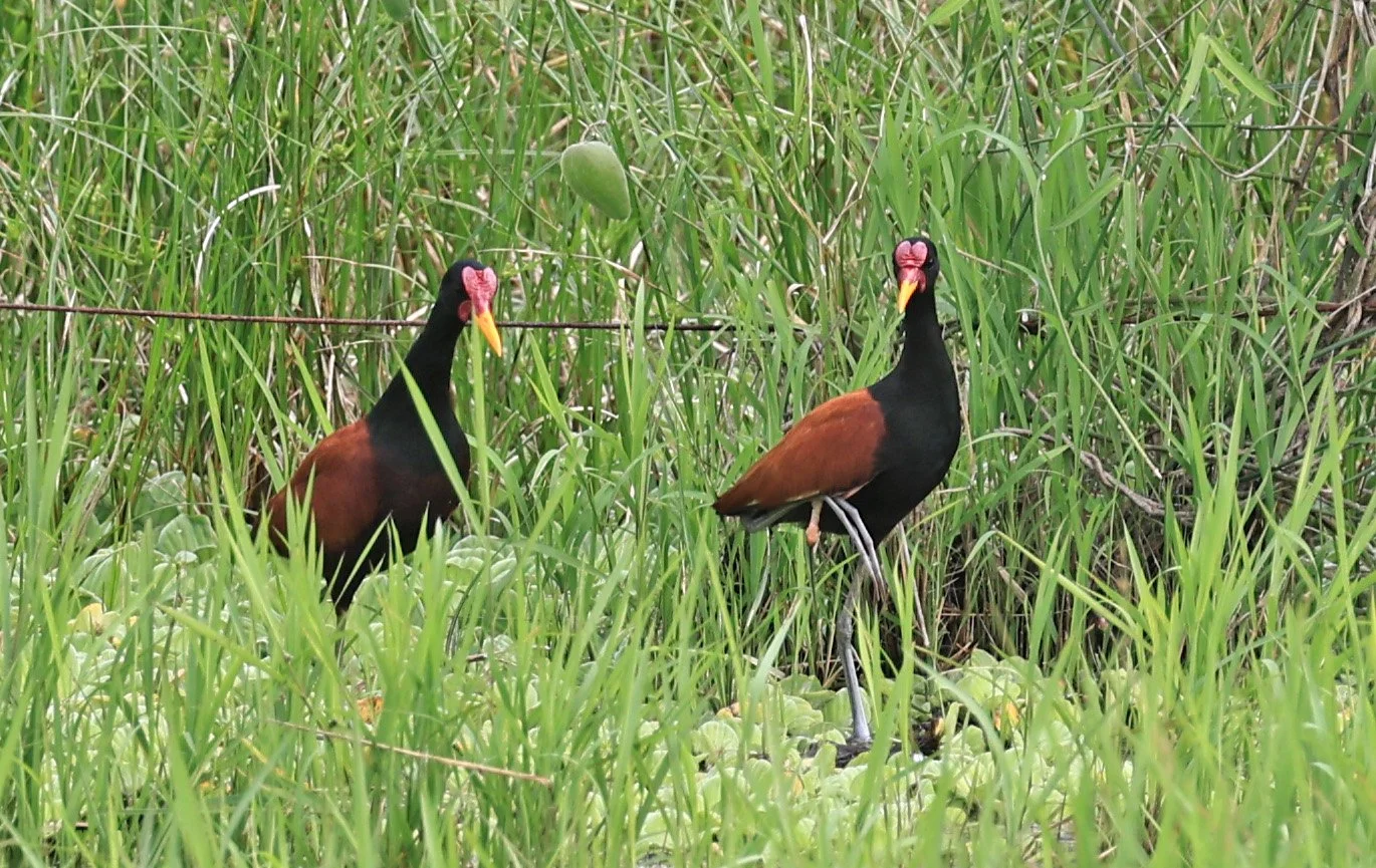 Wattled Jacana (Jacana jacana) Wet Chaco Habitat - Wetlands along Road between Pozo Colorado & Asuncion (1 (4).jpg