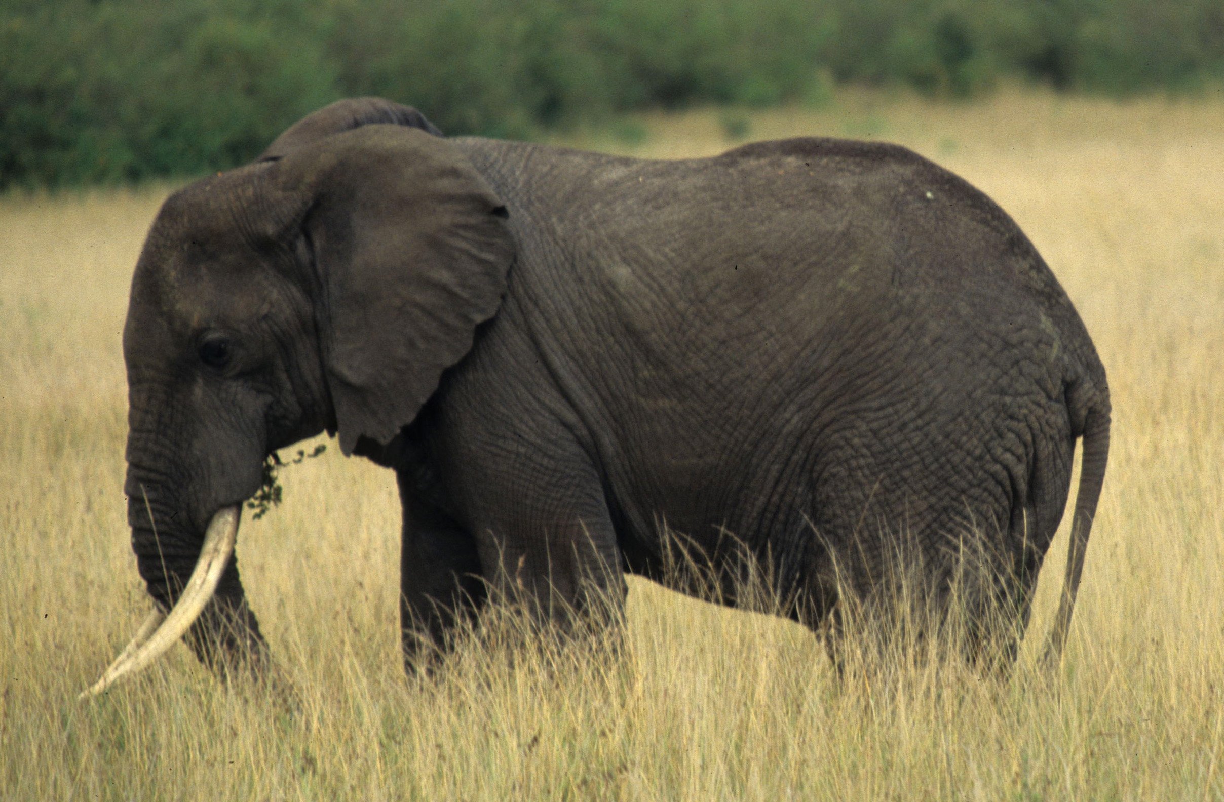 ELEPHANT - SERENGETI 40.jpg