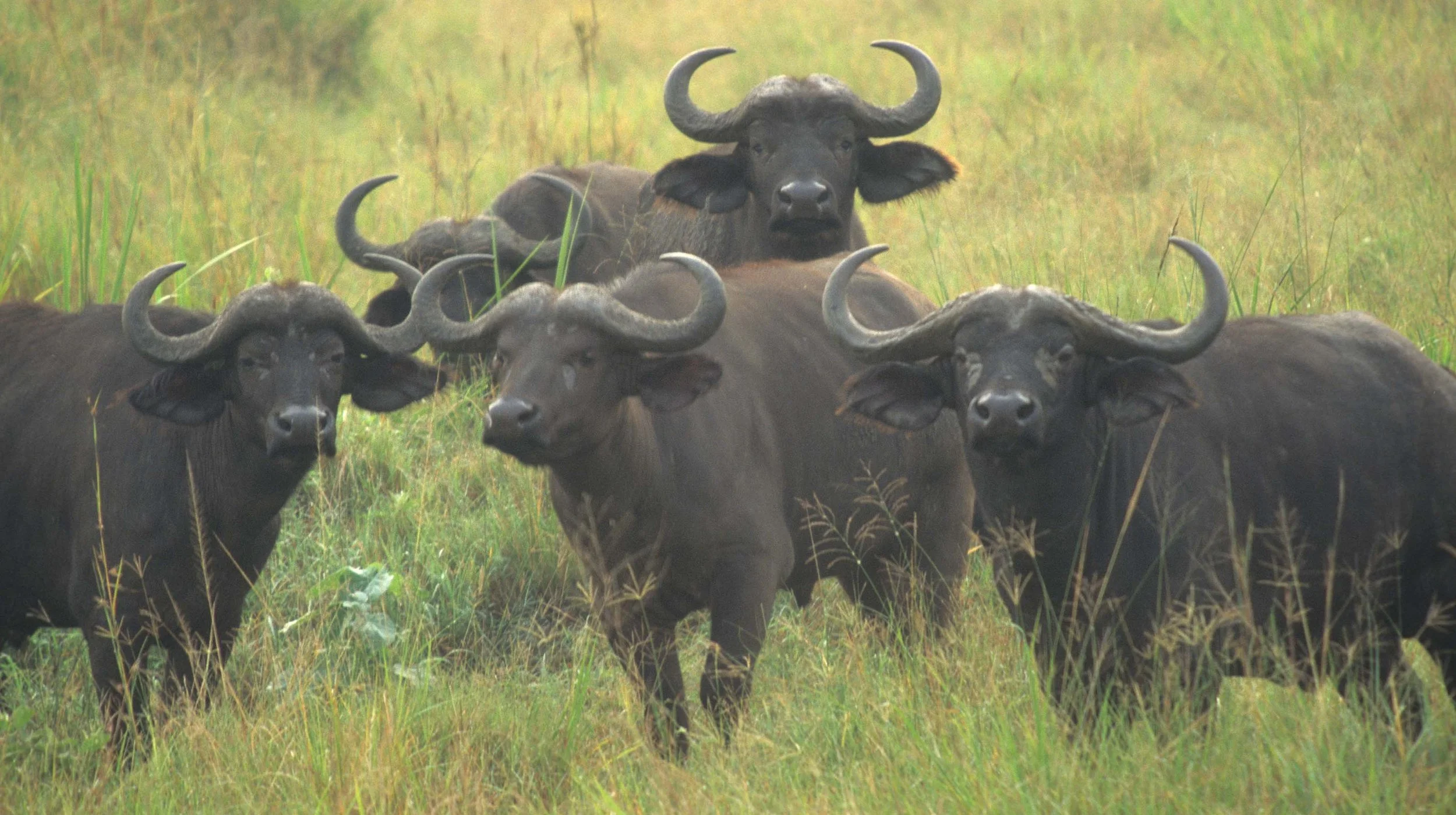 BOVID - CAPE BUFFALO-UGANDA (6).jpg