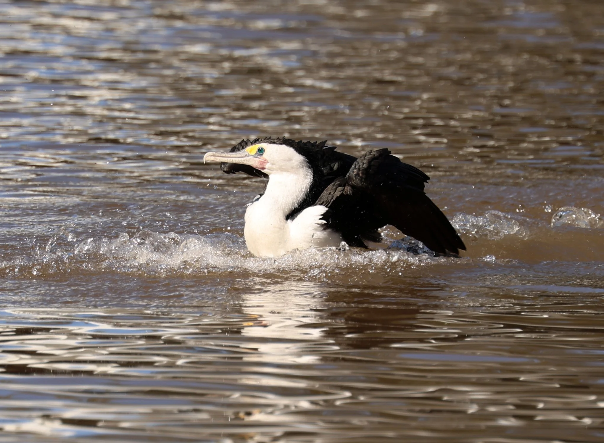 Australian Pied Cormorant (Phalacrocorax varius) Koala Trail Road and Locations South of Brisbane - Queensland (2).jpg