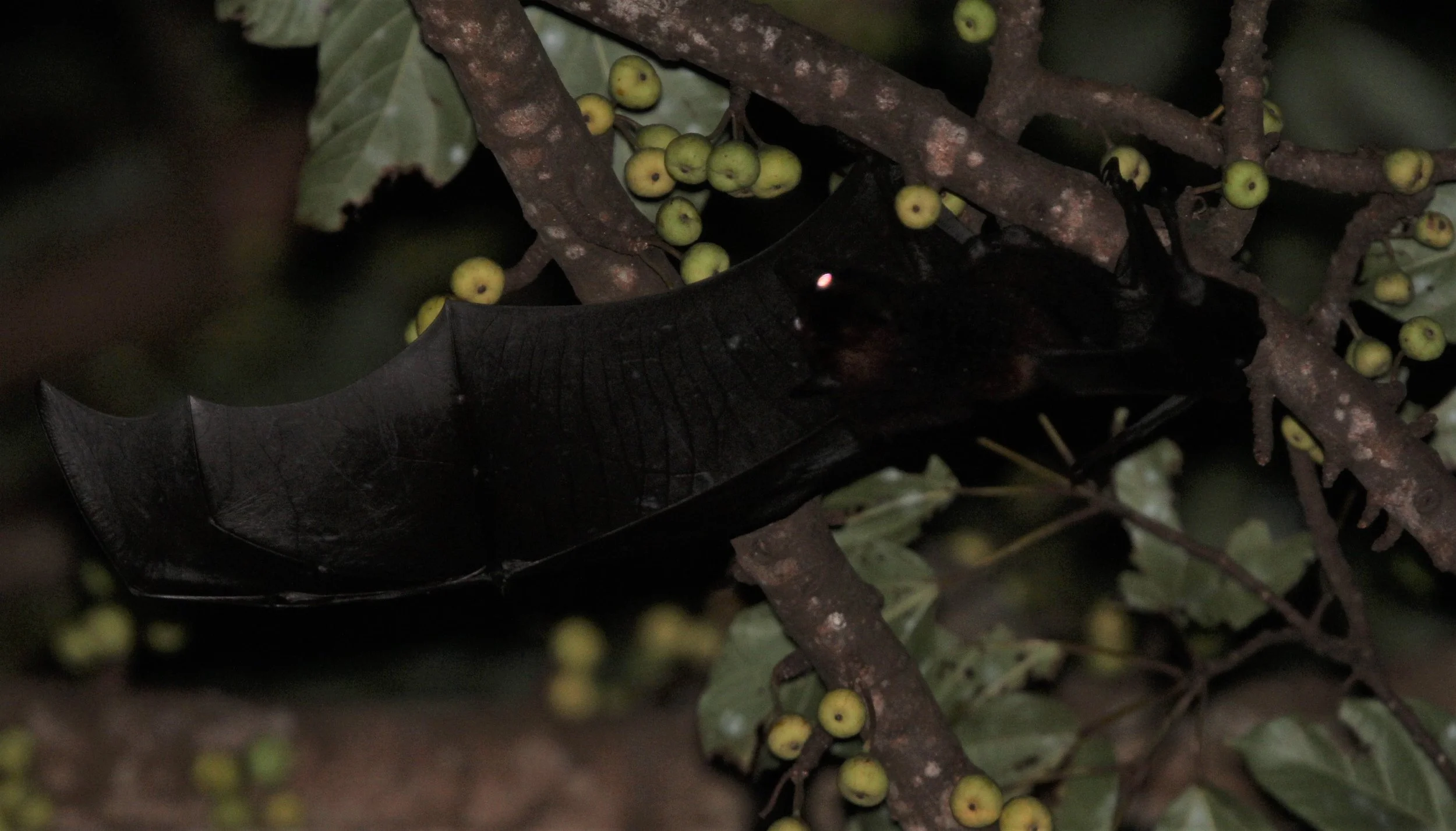 Flying Fox Koh Chang.jpg