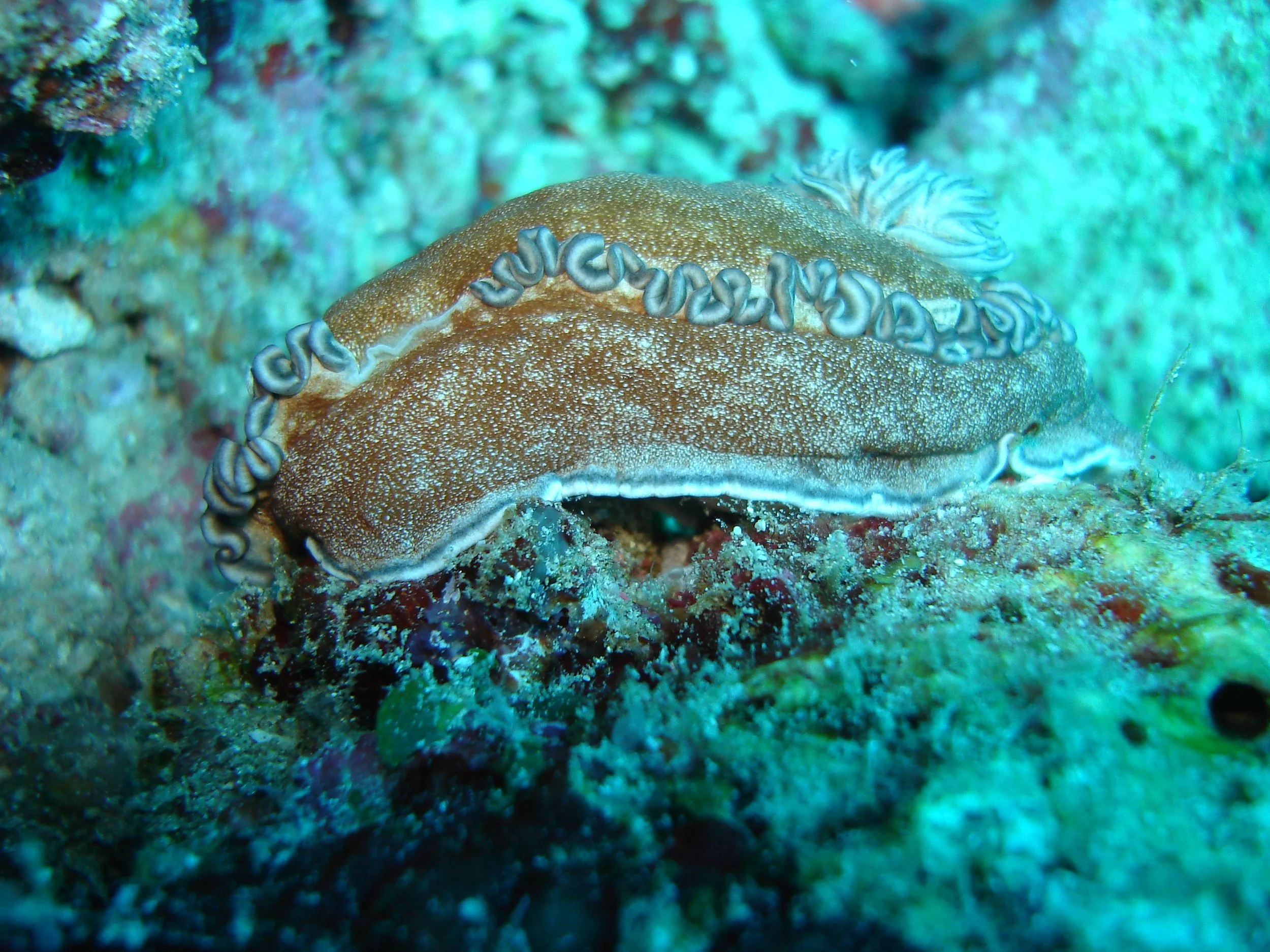 Nudibranch - glossodoris hikuerensis - Similans Thailand