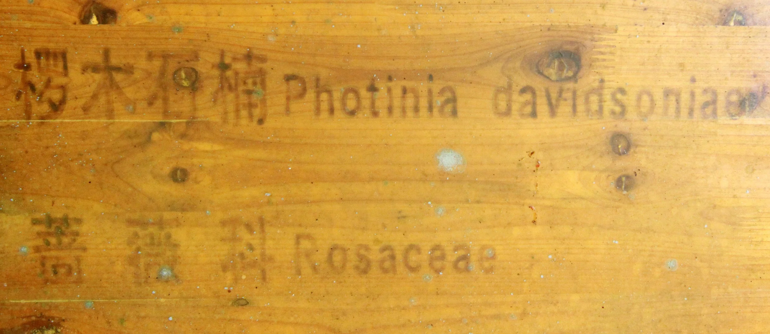 PHOTINIA DAVIDSONII - CHINESE YEW RESERVE - FUJIAN CHINA.JPG