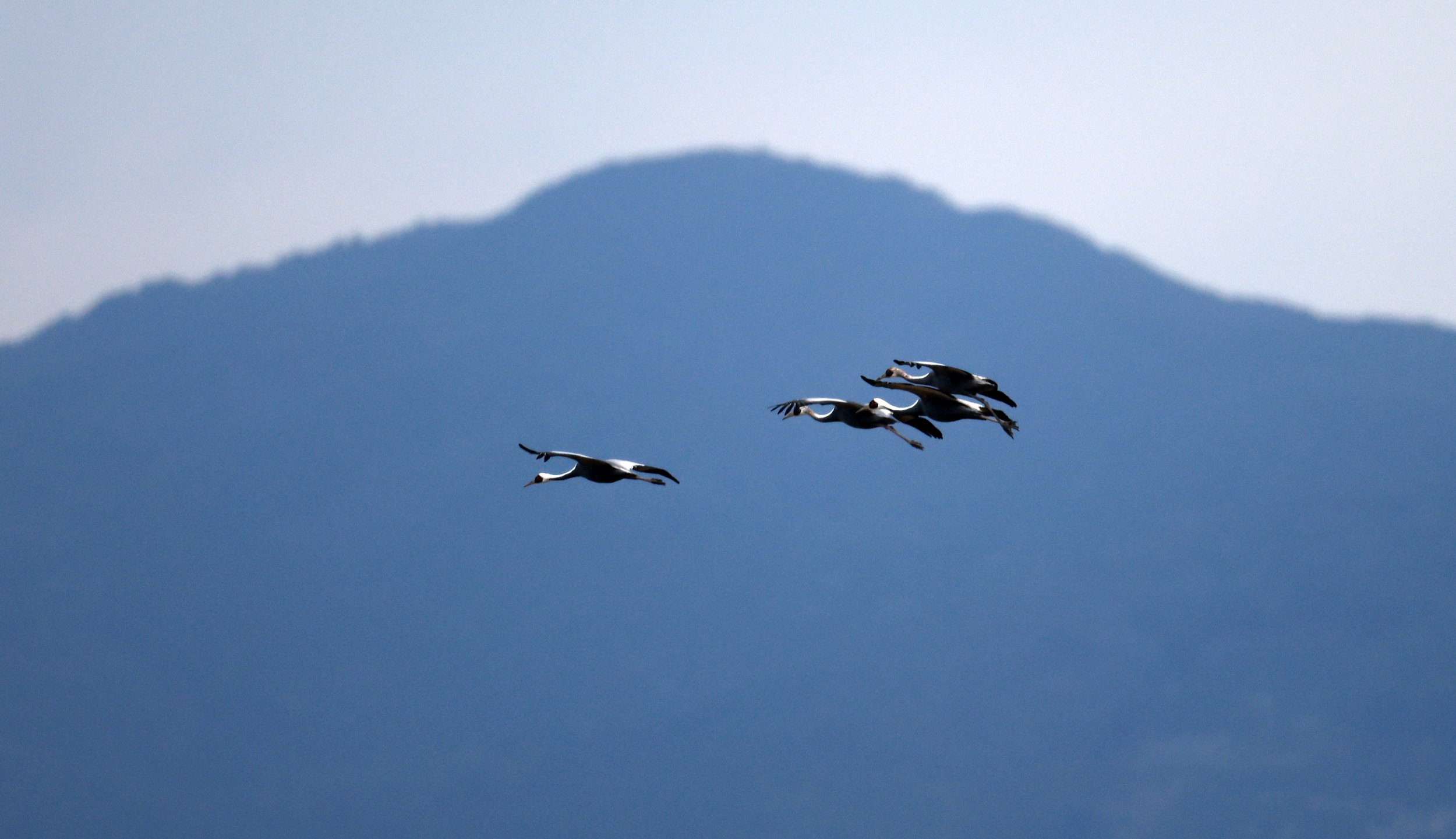 White-naped Crane (Antigone vipio) Izumi Crane Park & Center, Izumi Kagoshima Kyushu Japan (72).jpg